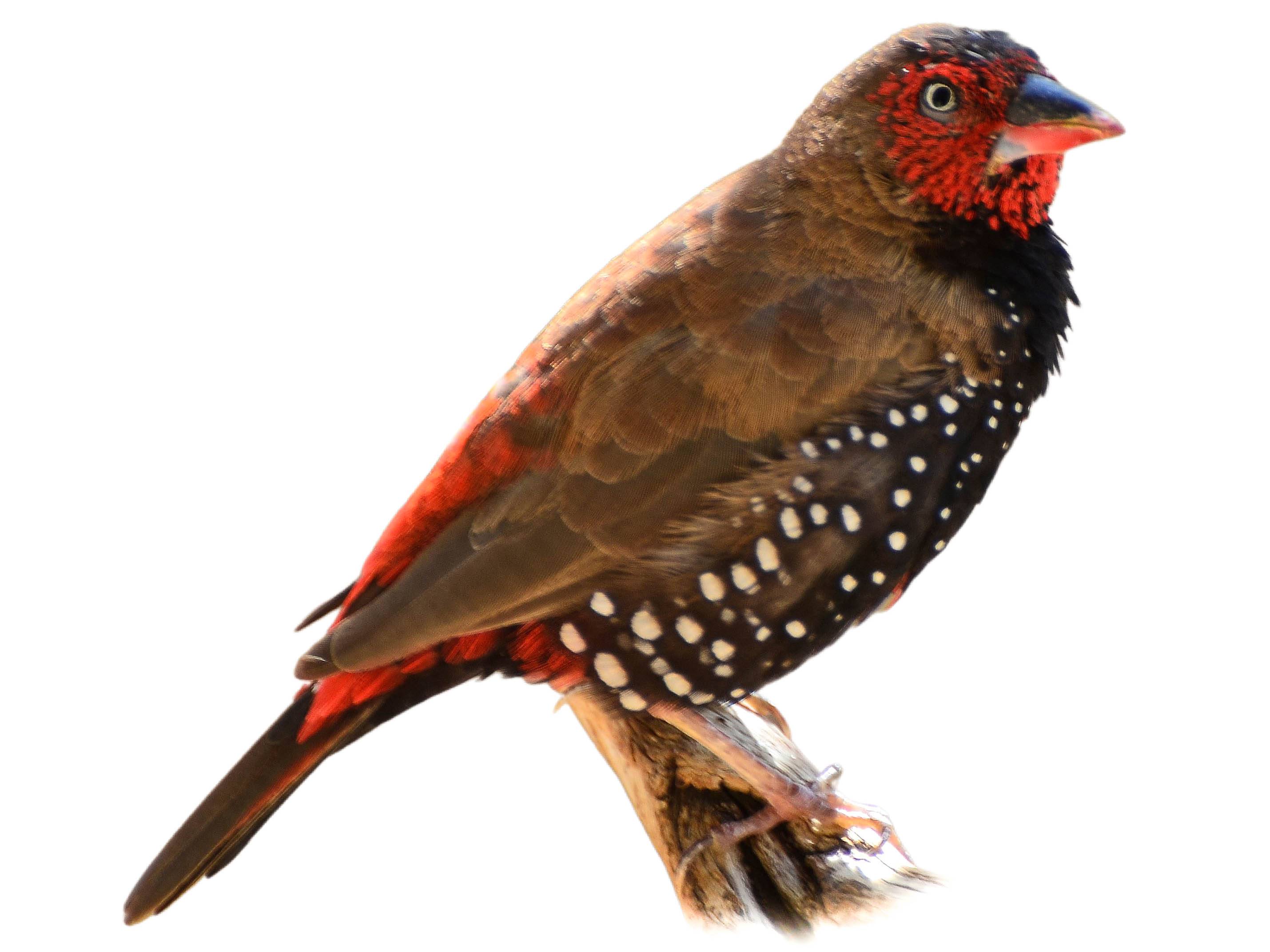 A photo of a Painted Finch (Emblema pictum)