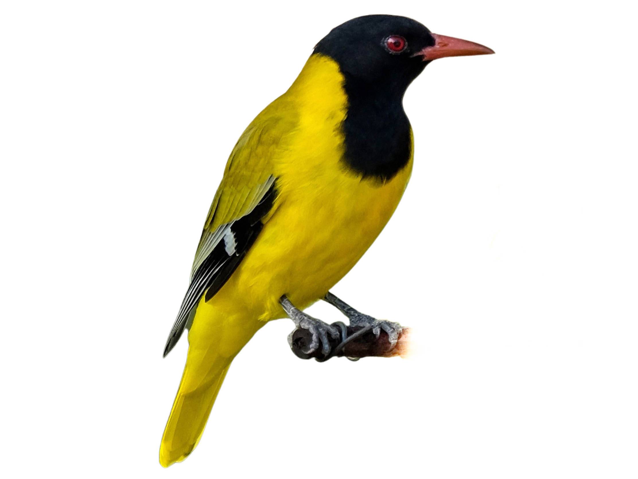 A photo of a Black-headed Oriole (Oriolus larvatus)