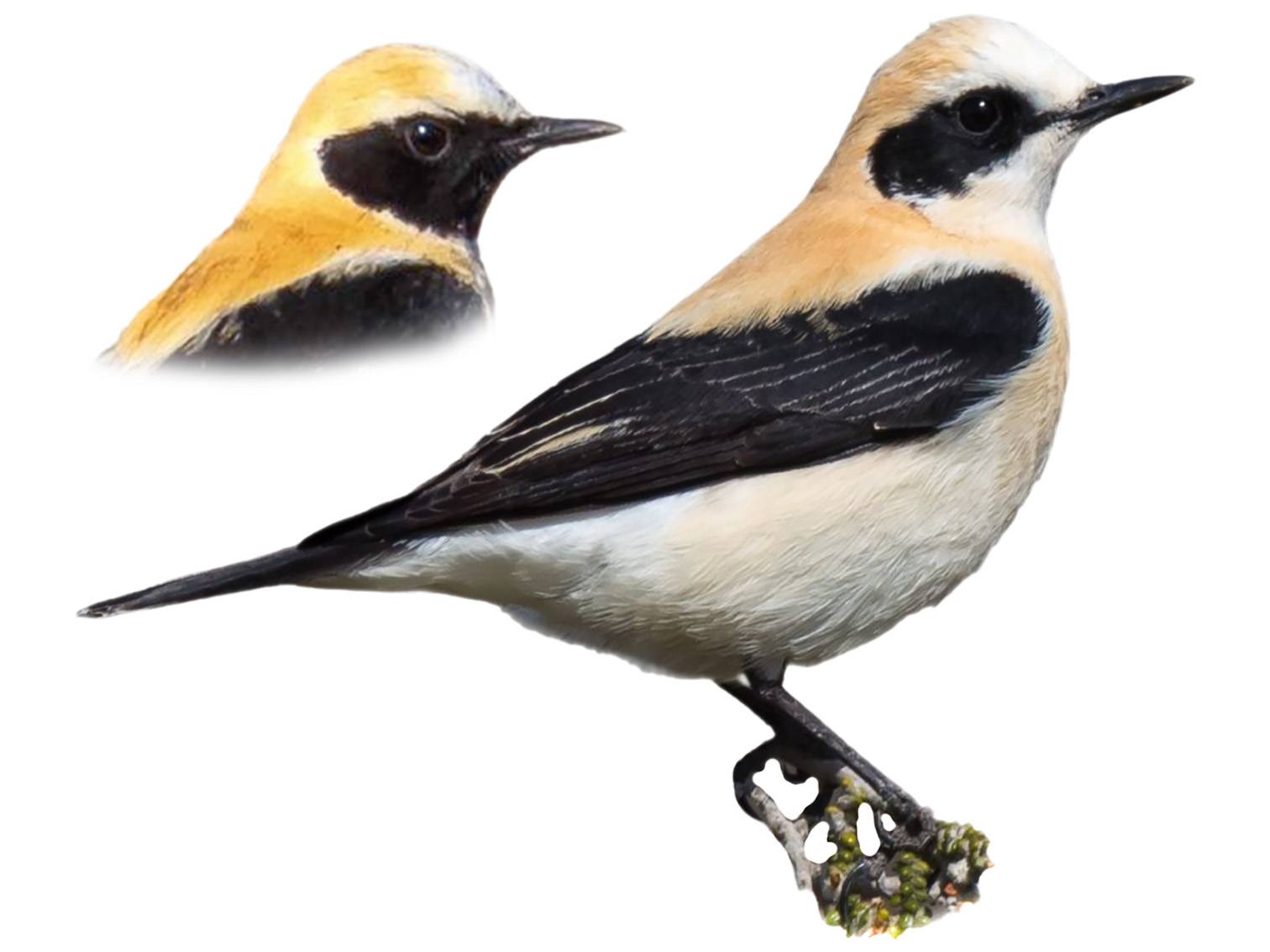 A photo of a Western Black-eared Wheatear (Oenanthe hispanica), male