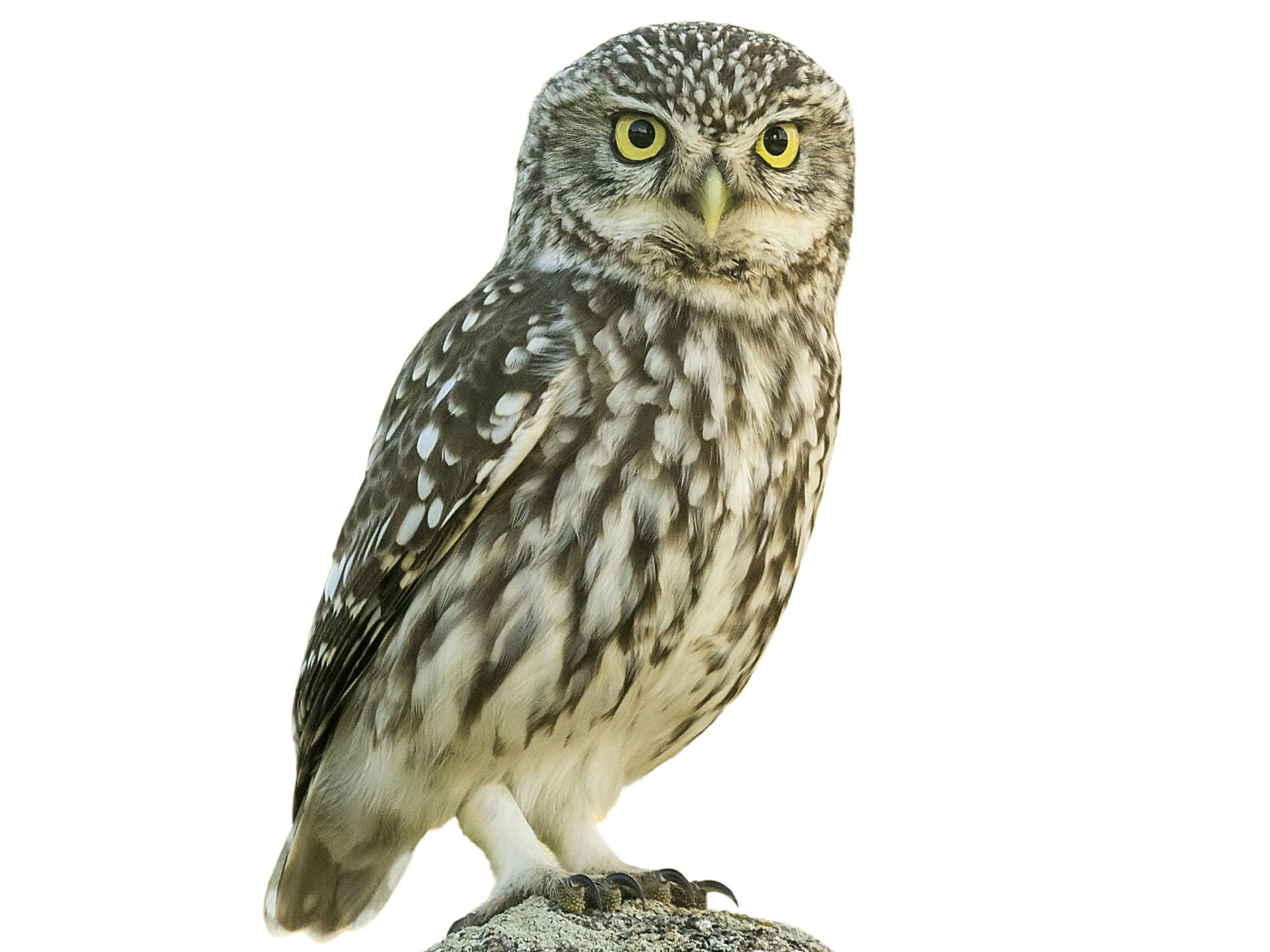 A photo of a Little Owl (Athene noctua)