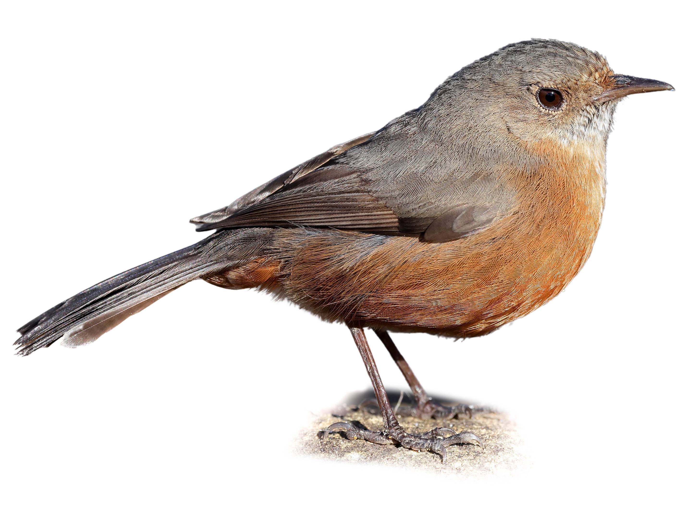 A photo of a Rockwarbler (Origma solitaria)