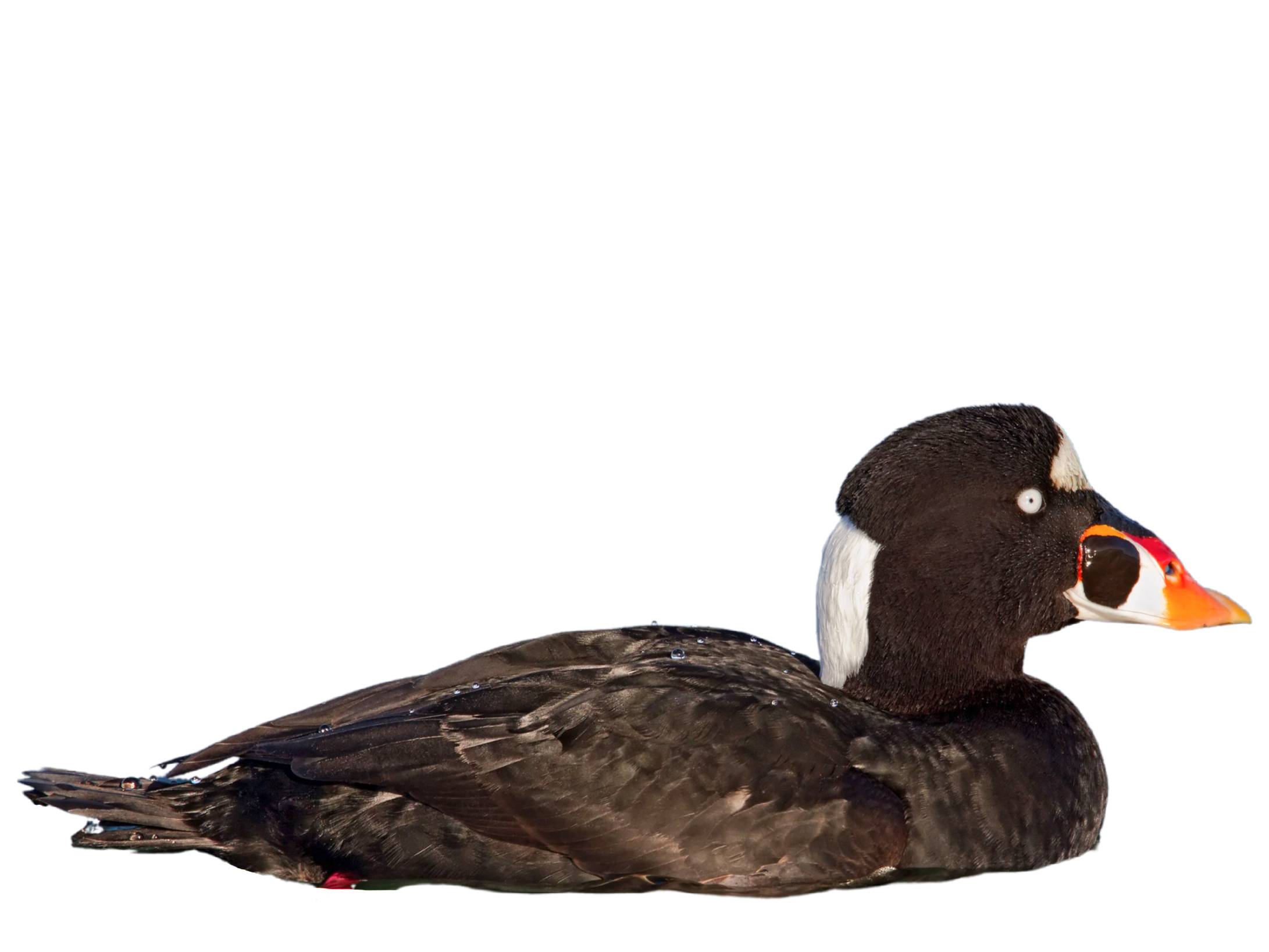 A photo of a Surf Scoter (Melanitta perspicillata), male