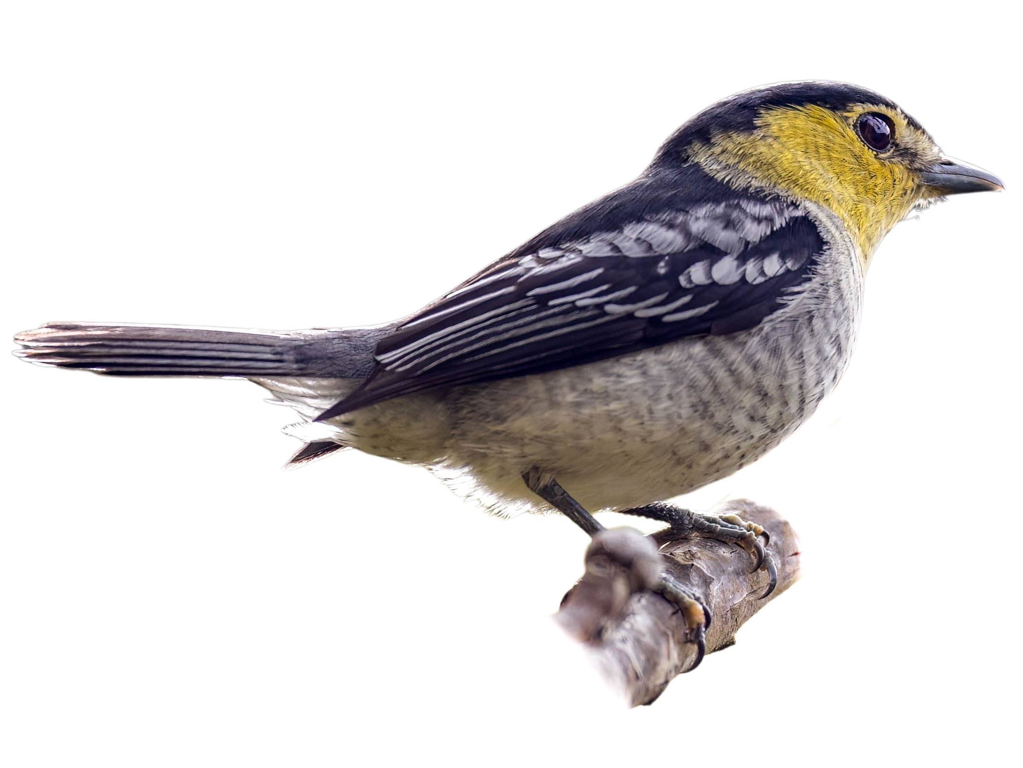 A photo of a Barred Becard (Pachyramphus versicolor), male