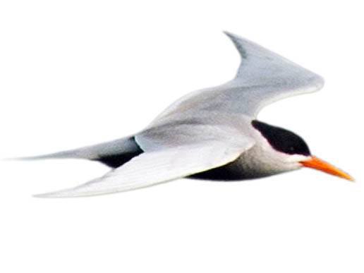 A photo of a Black-bellied Tern (Sterna acuticauda)