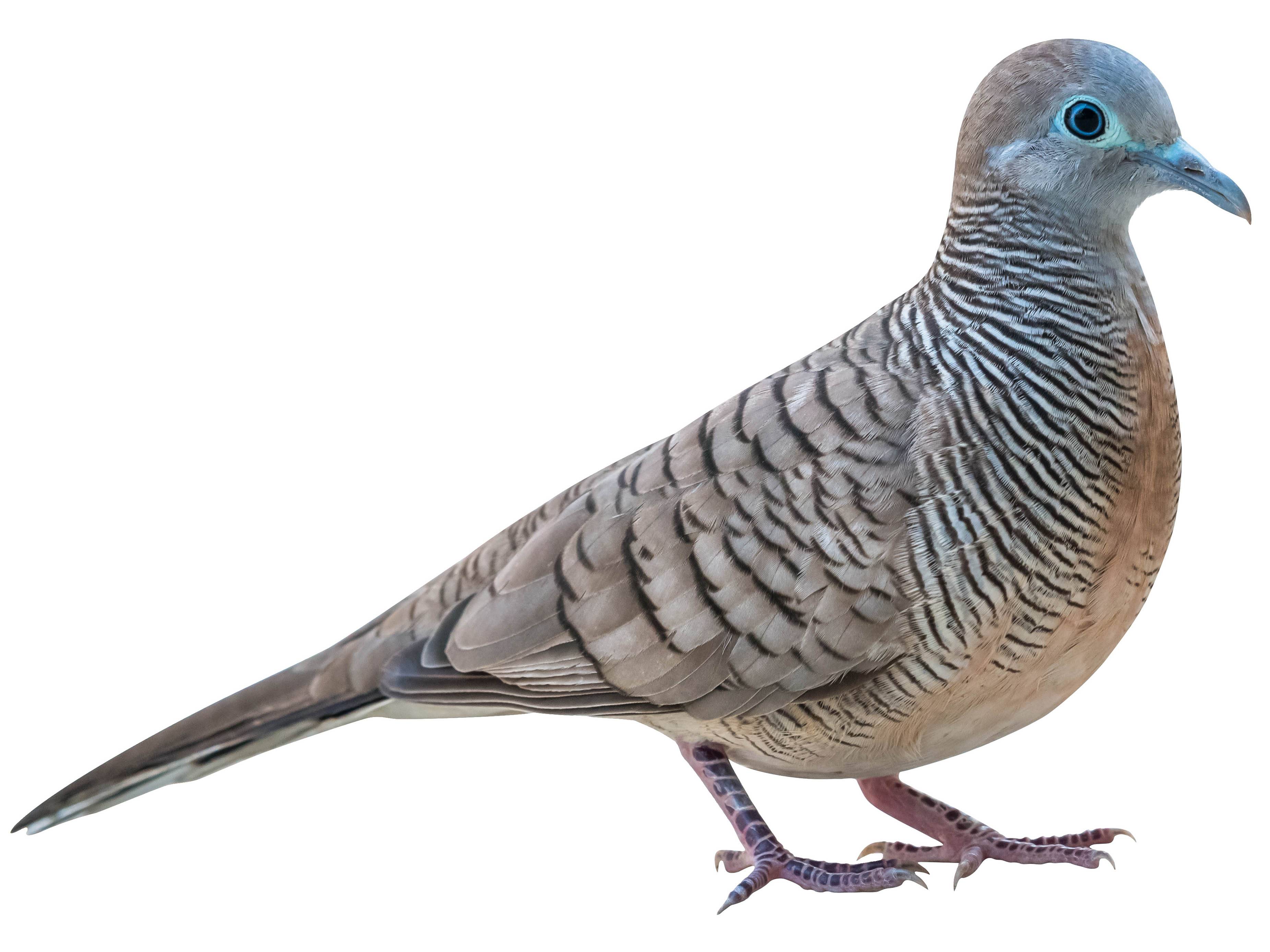 A photo of a Zebra Dove (Geopelia striata)