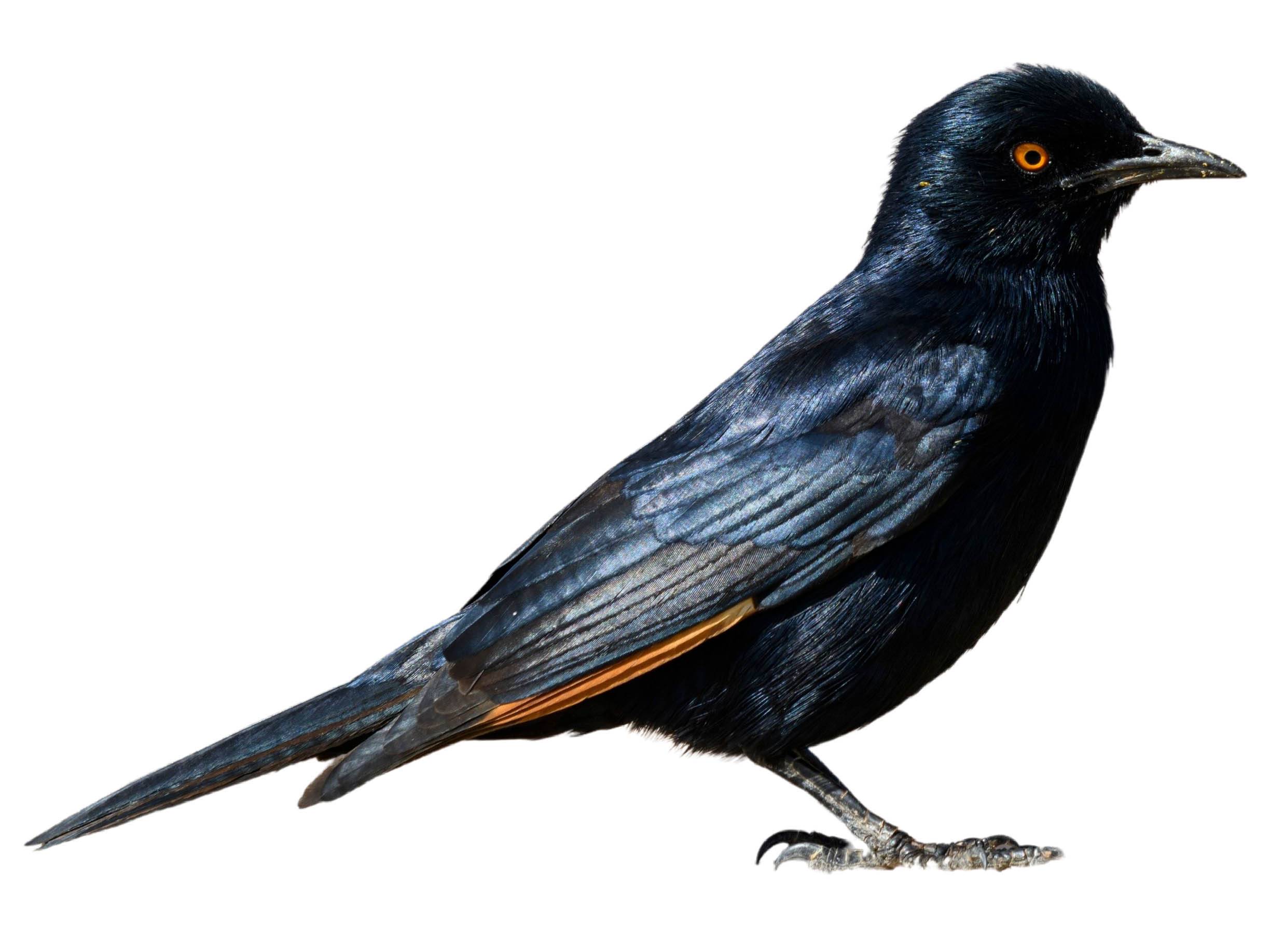 A photo of a Pale-winged Starling (Onychognathus nabouroup)