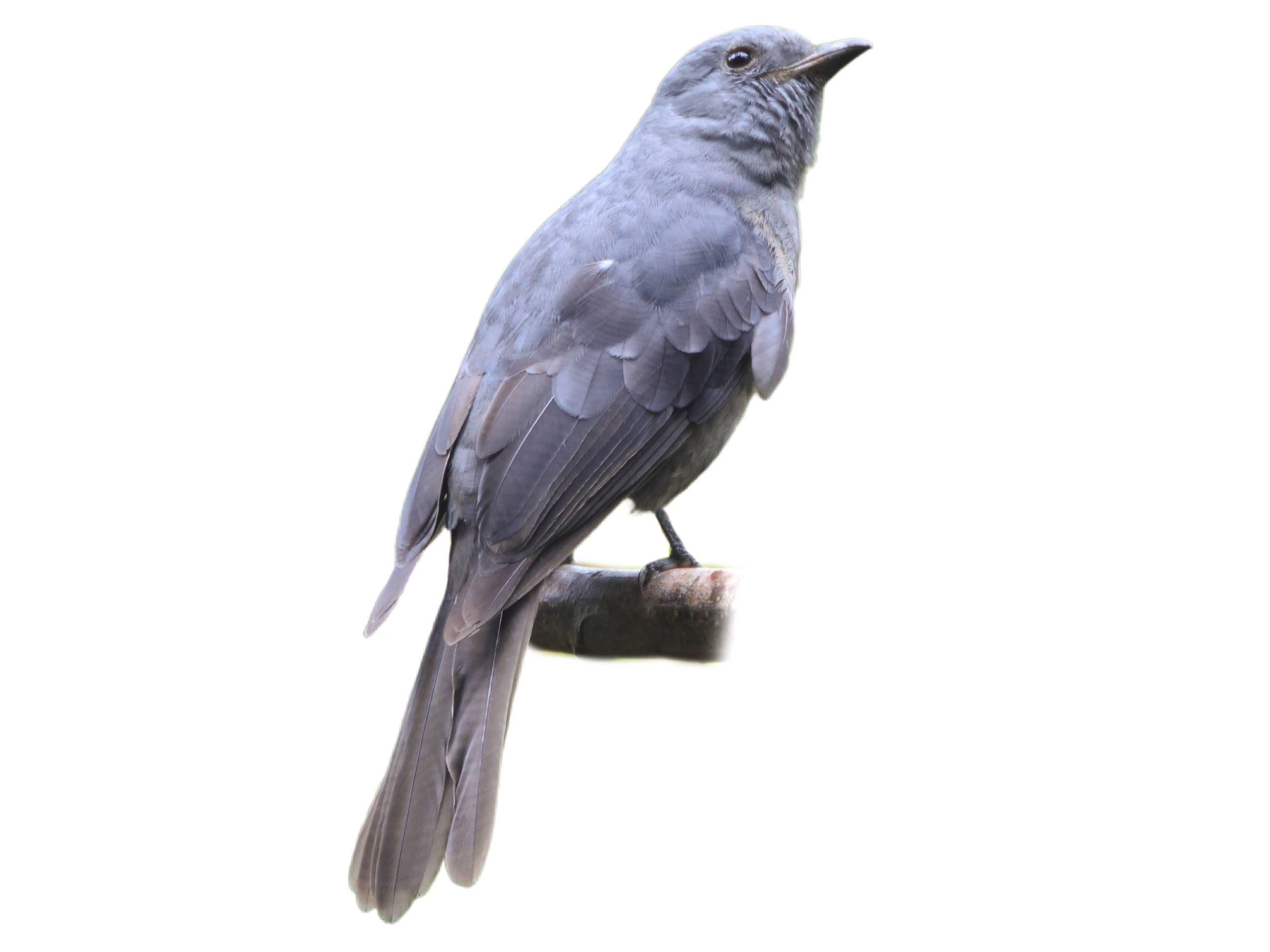 A photo of a Dusky Piha (Lipaugus fuscocinereus)