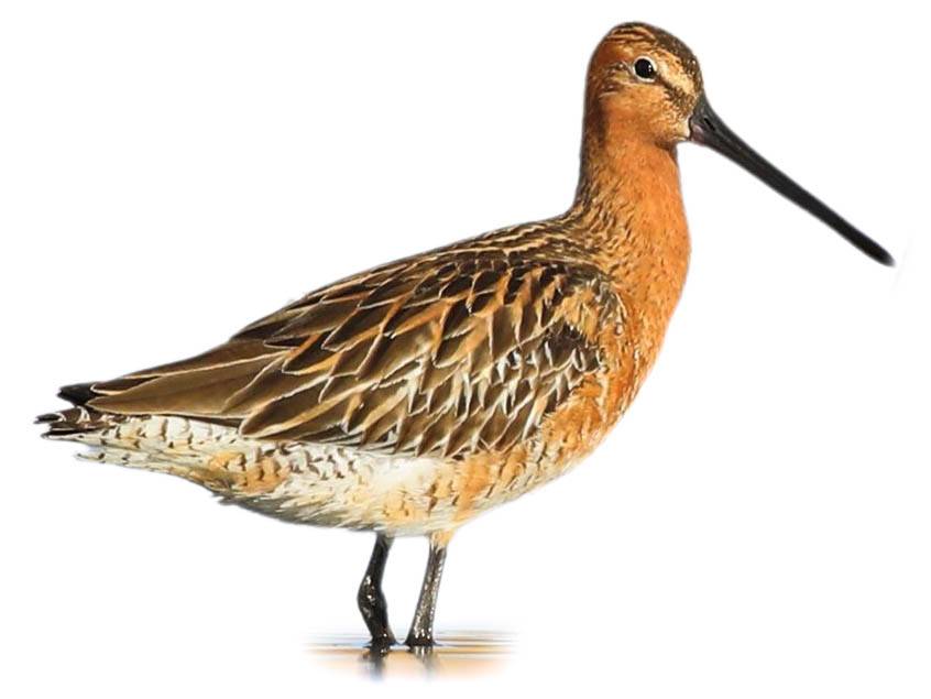 A photo of a Asian Dowitcher (Limnodromus semipalmatus)