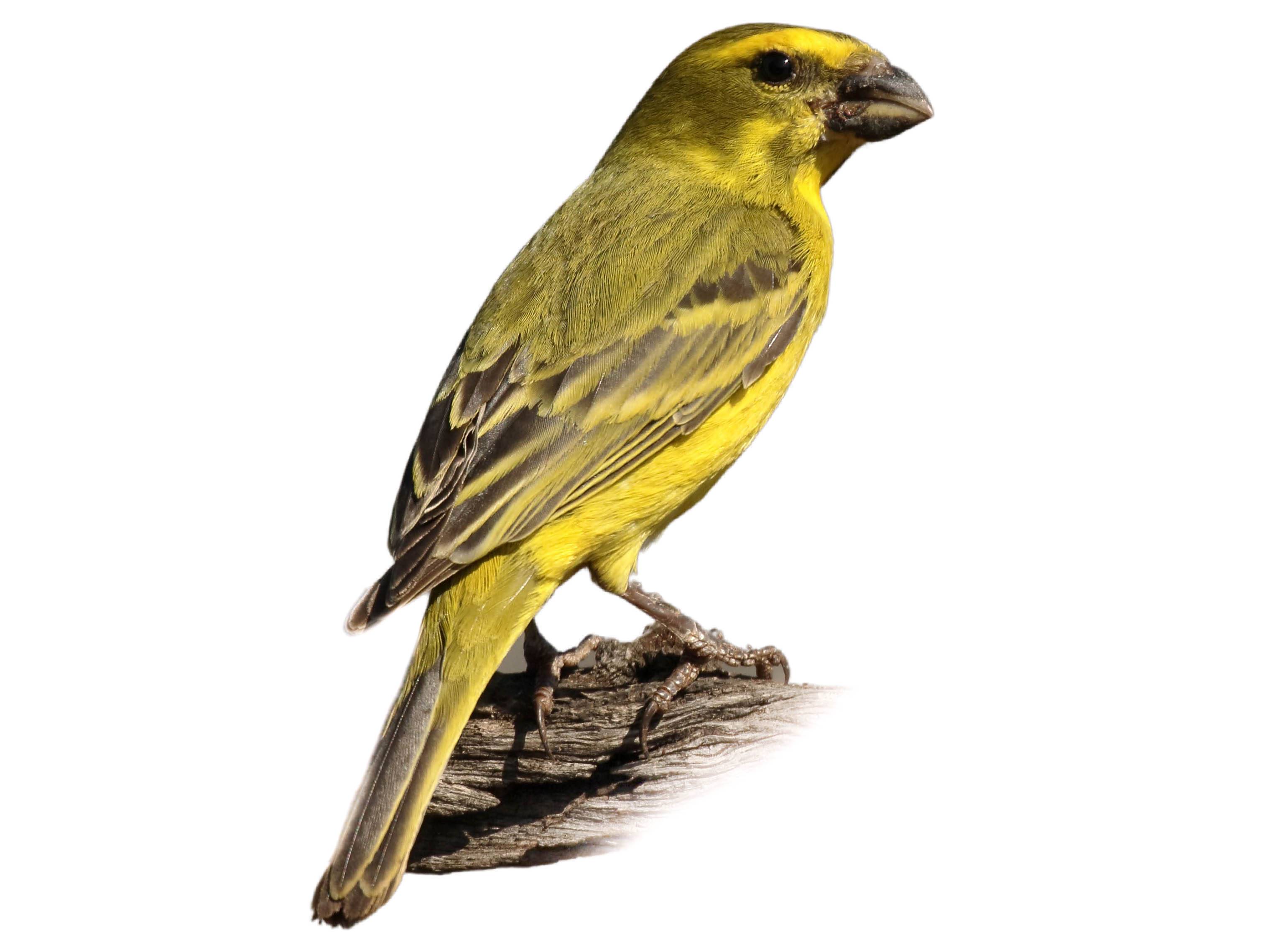 A photo of a Brimstone Canary (Crithagra sulphurata), male