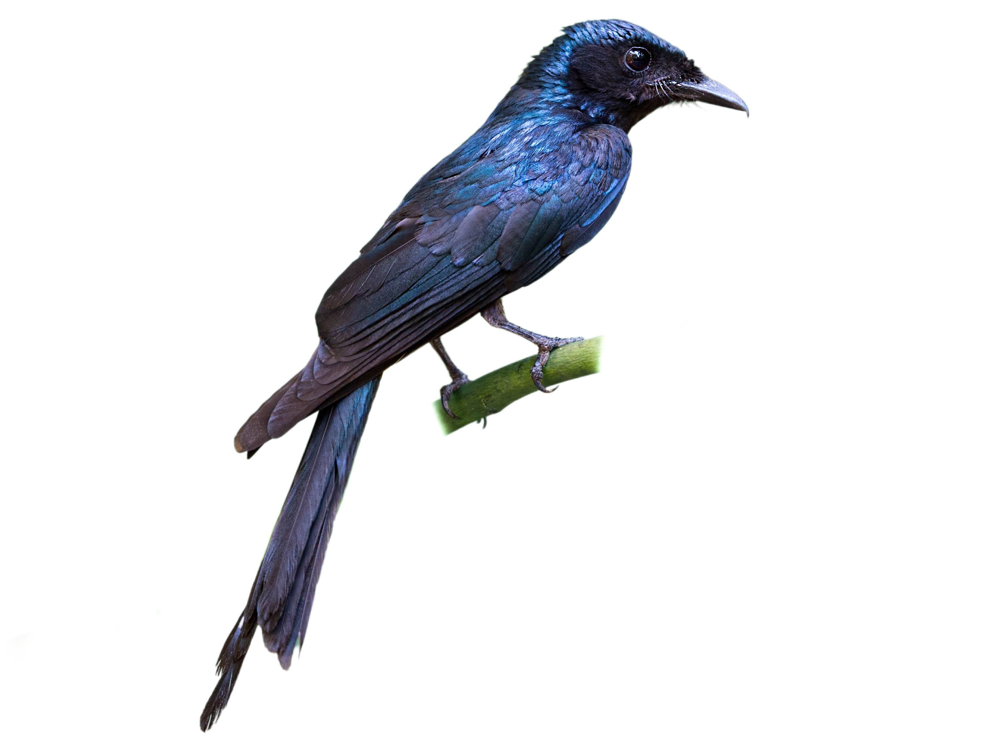 A photo of a Bronzed Drongo (Dicrurus aeneus)