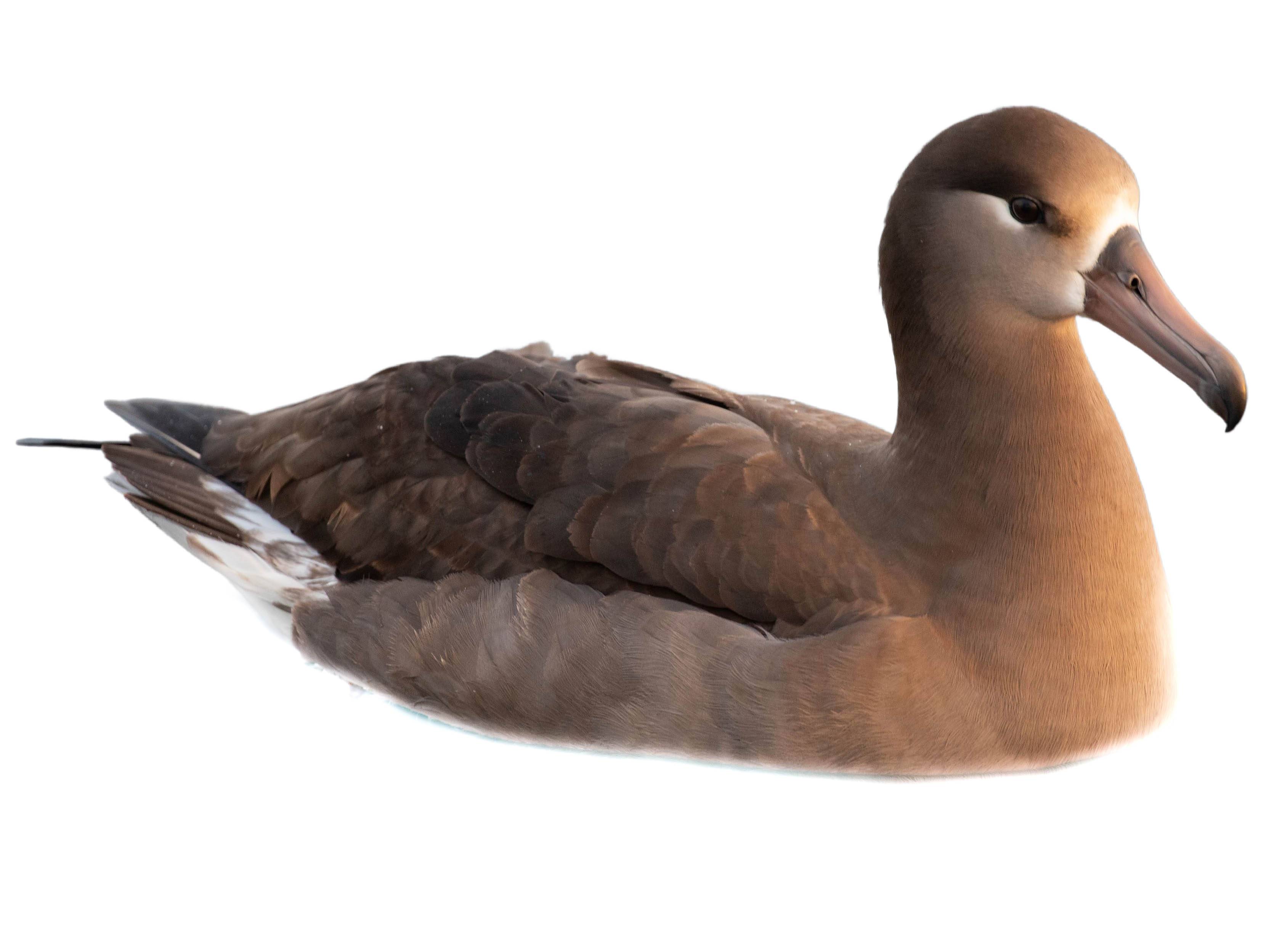 A photo of a Black-footed Albatross (Phoebastria nigripes)