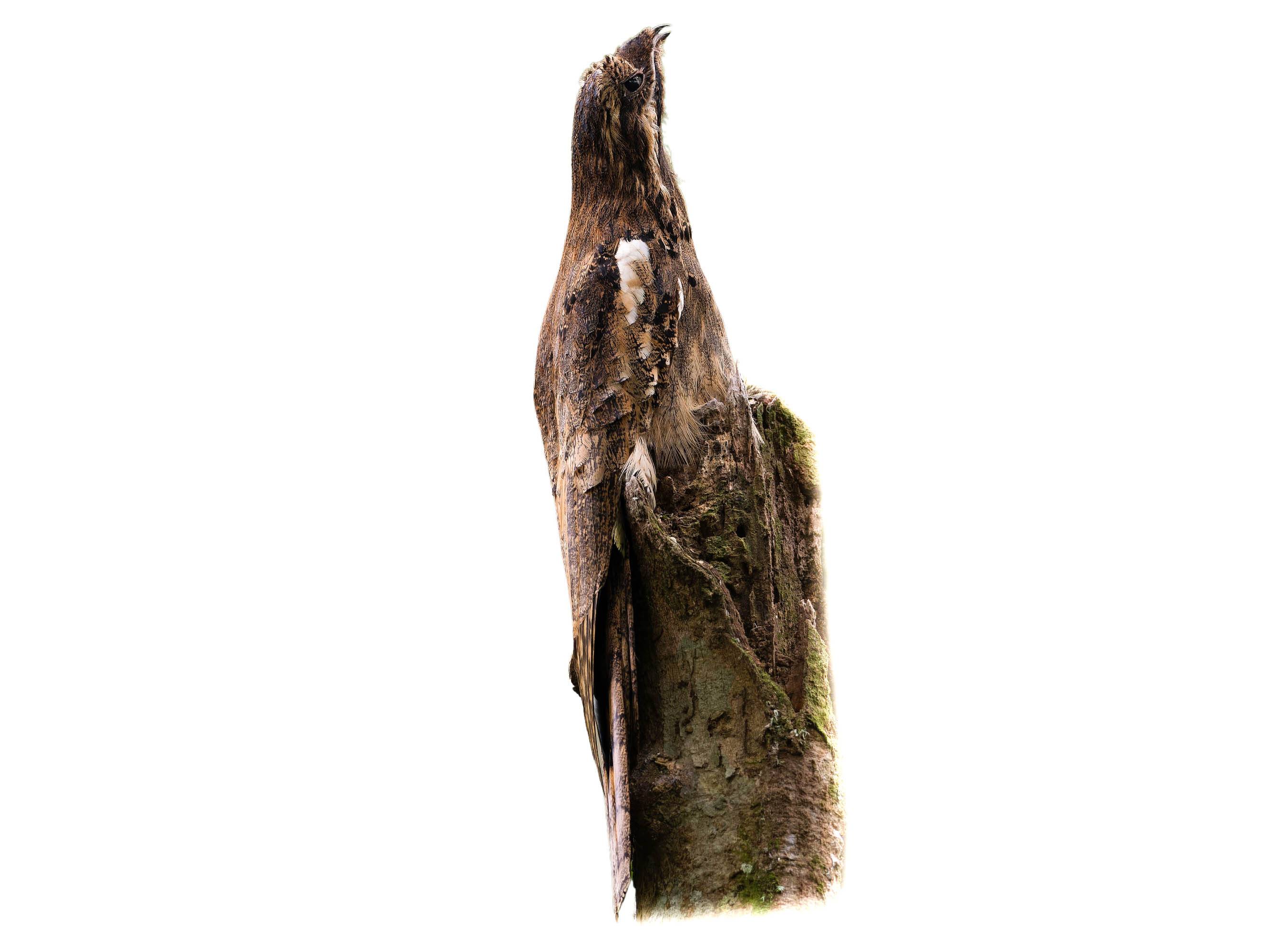 A photo of a Long-tailed Potoo (Nyctibius aethereus)