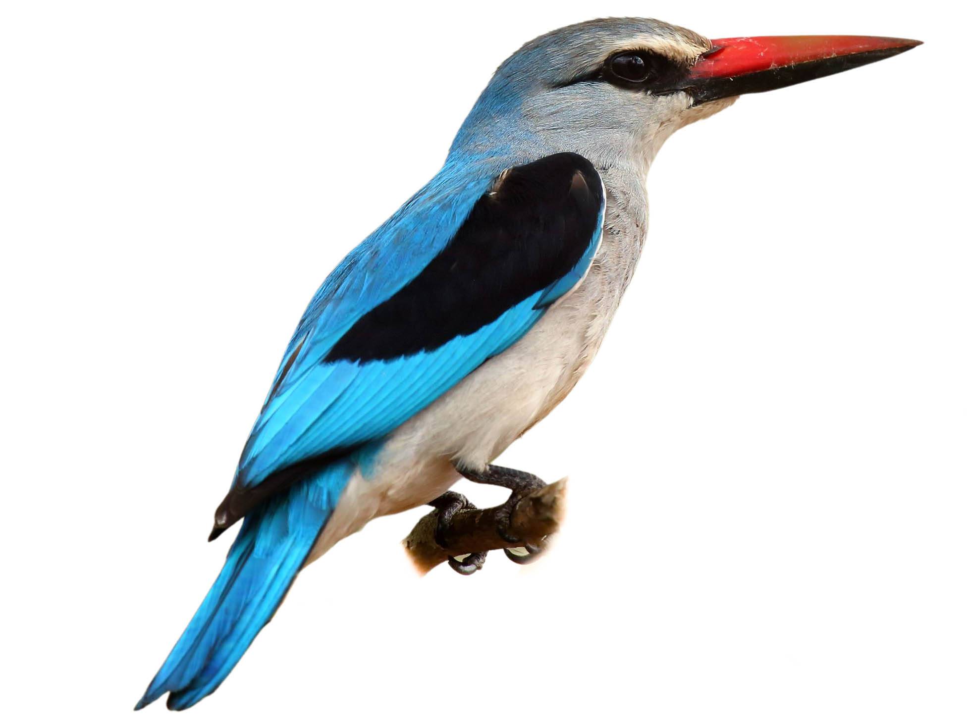 A photo of a Woodland Kingfisher (Halcyon senegalensis)