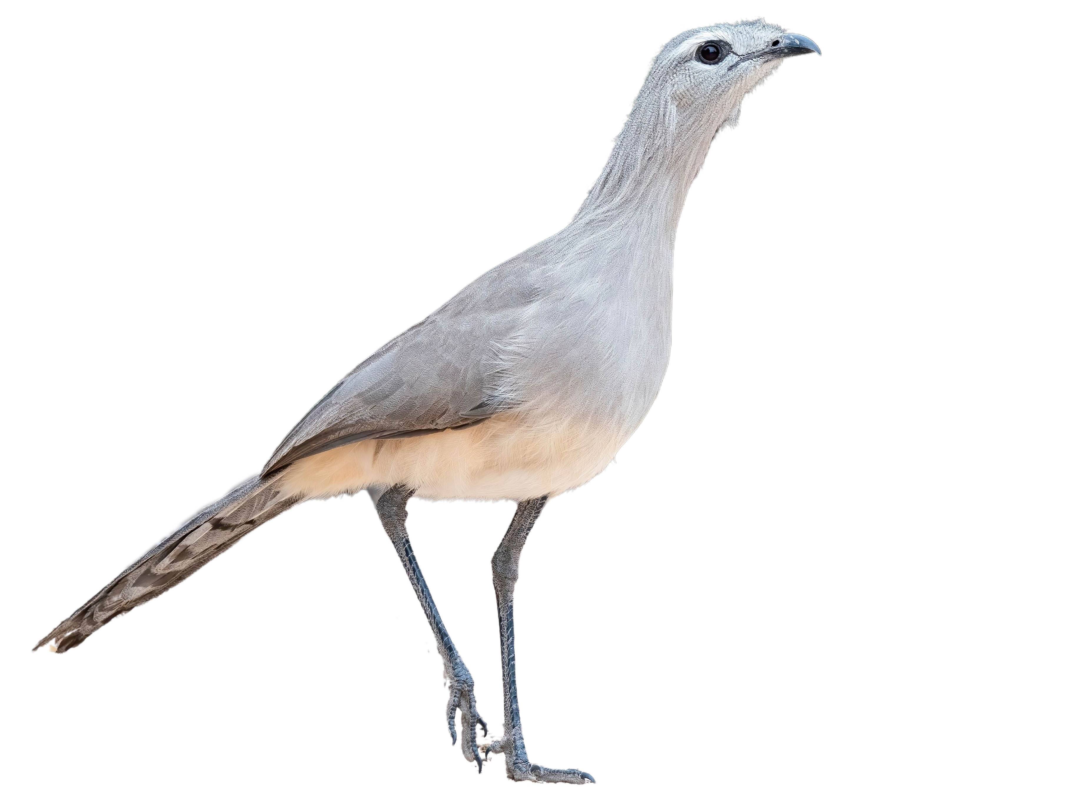 A photo of a Black-legged Seriema (Chunga burmeisteri)