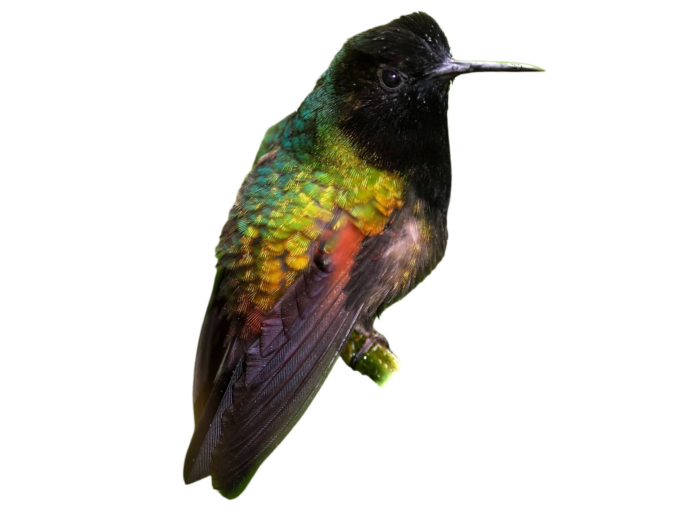 A photo of a Black-bellied Hummingbird (Eupherusa nigriventris), male