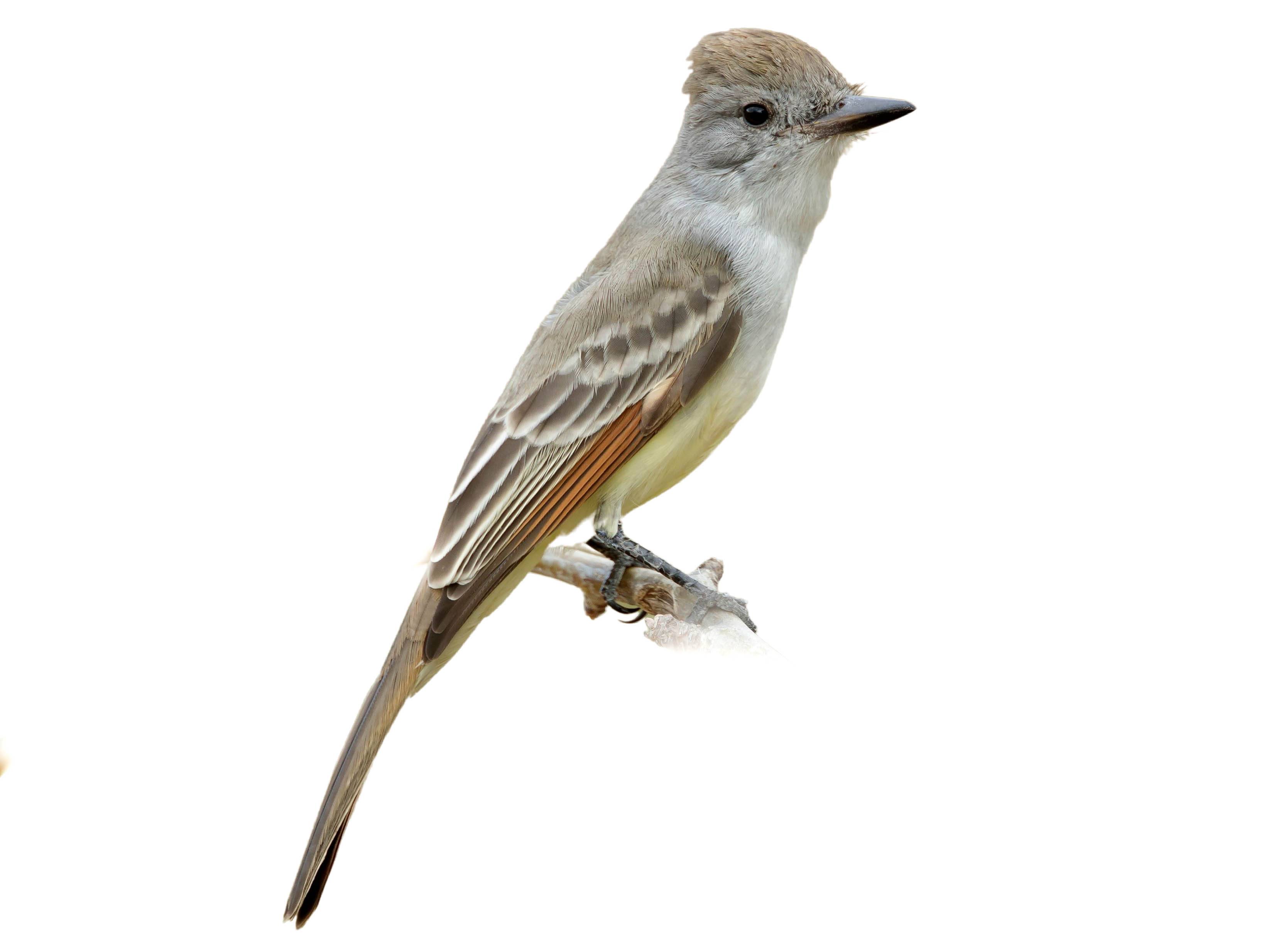 A photo of a Ash-throated Flycatcher (Myiarchus cinerascens)