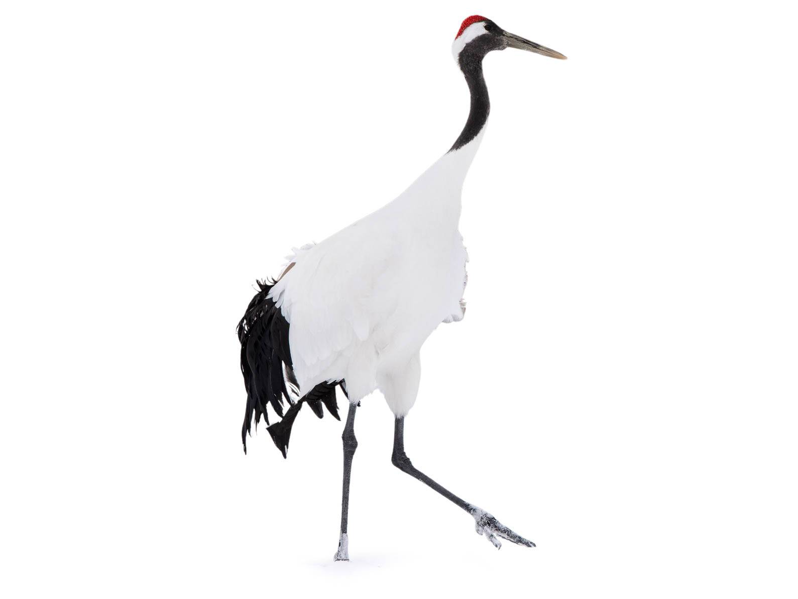A photo of a Red-crowned Crane (Grus japonensis)