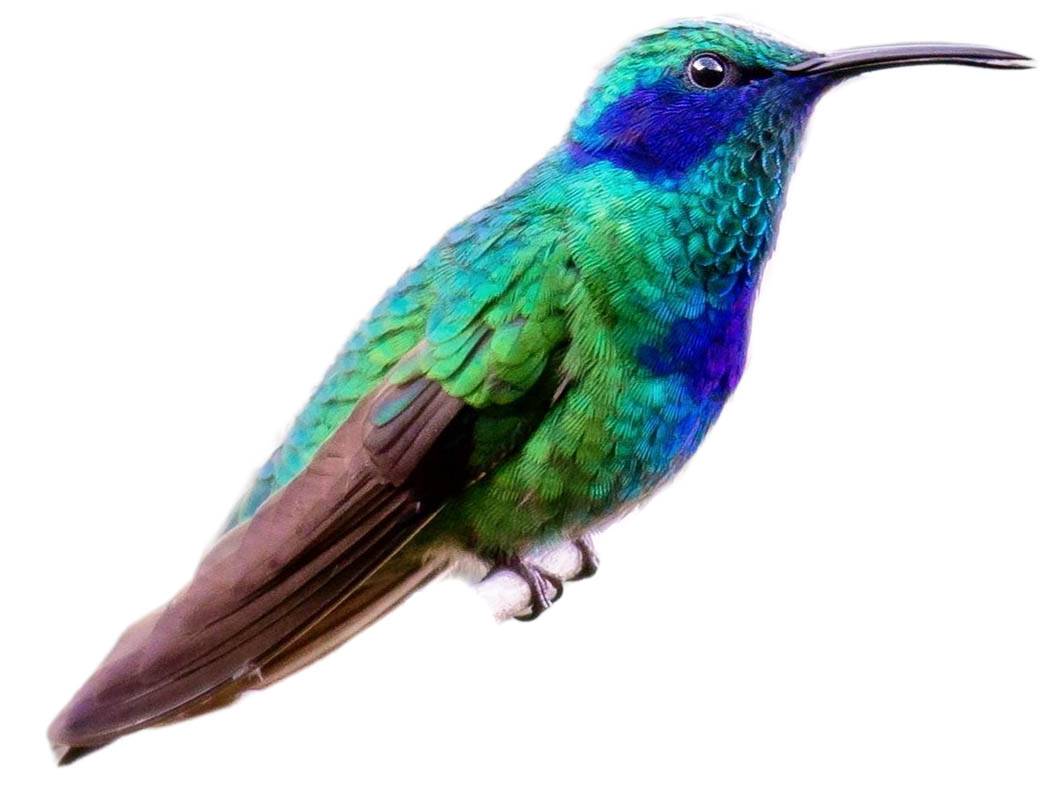 A photo of a Mexican Violetear (Colibri thalassinus)