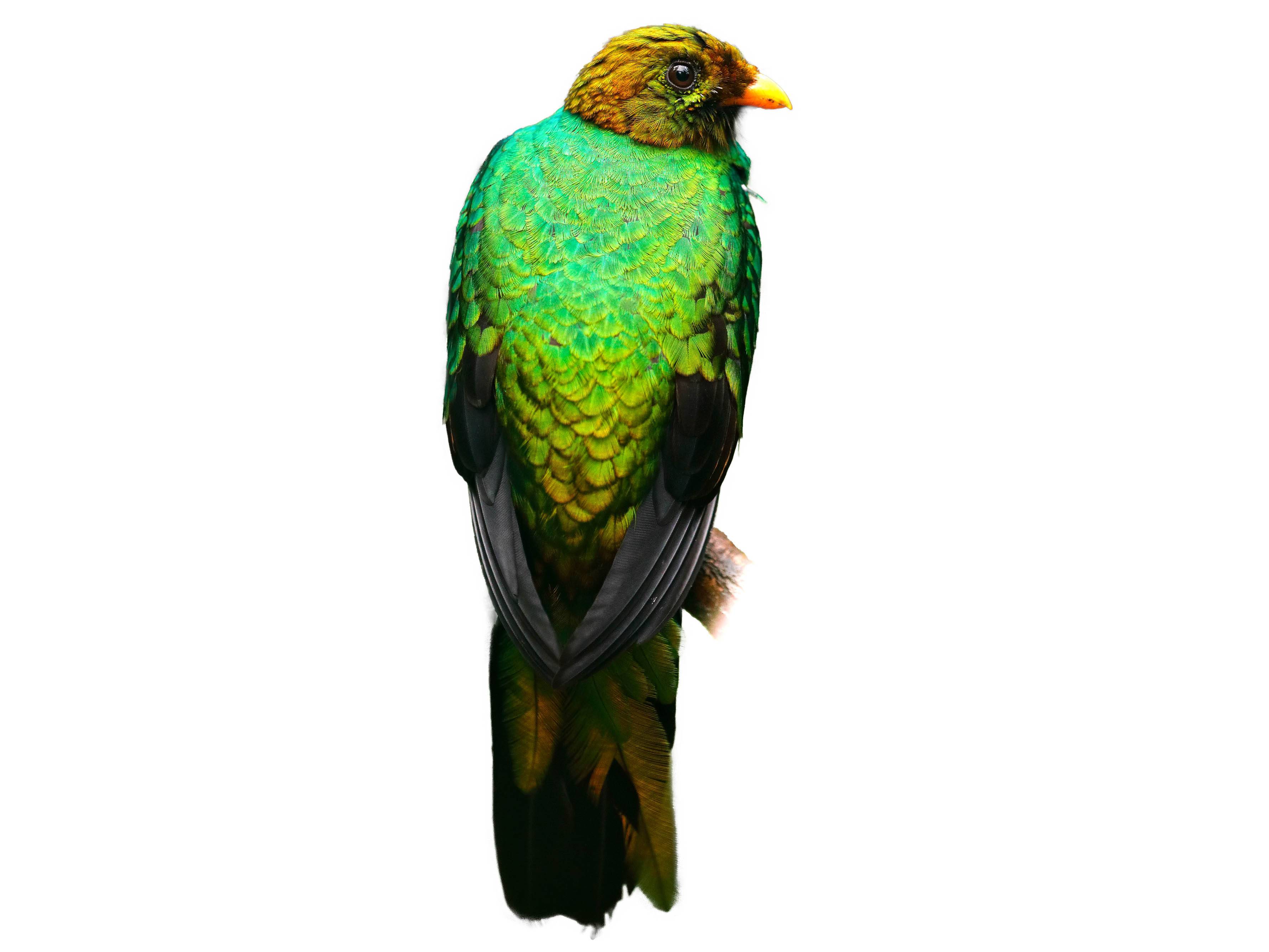 A photo of a Golden-headed Quetzal (Pharomachrus auriceps), male