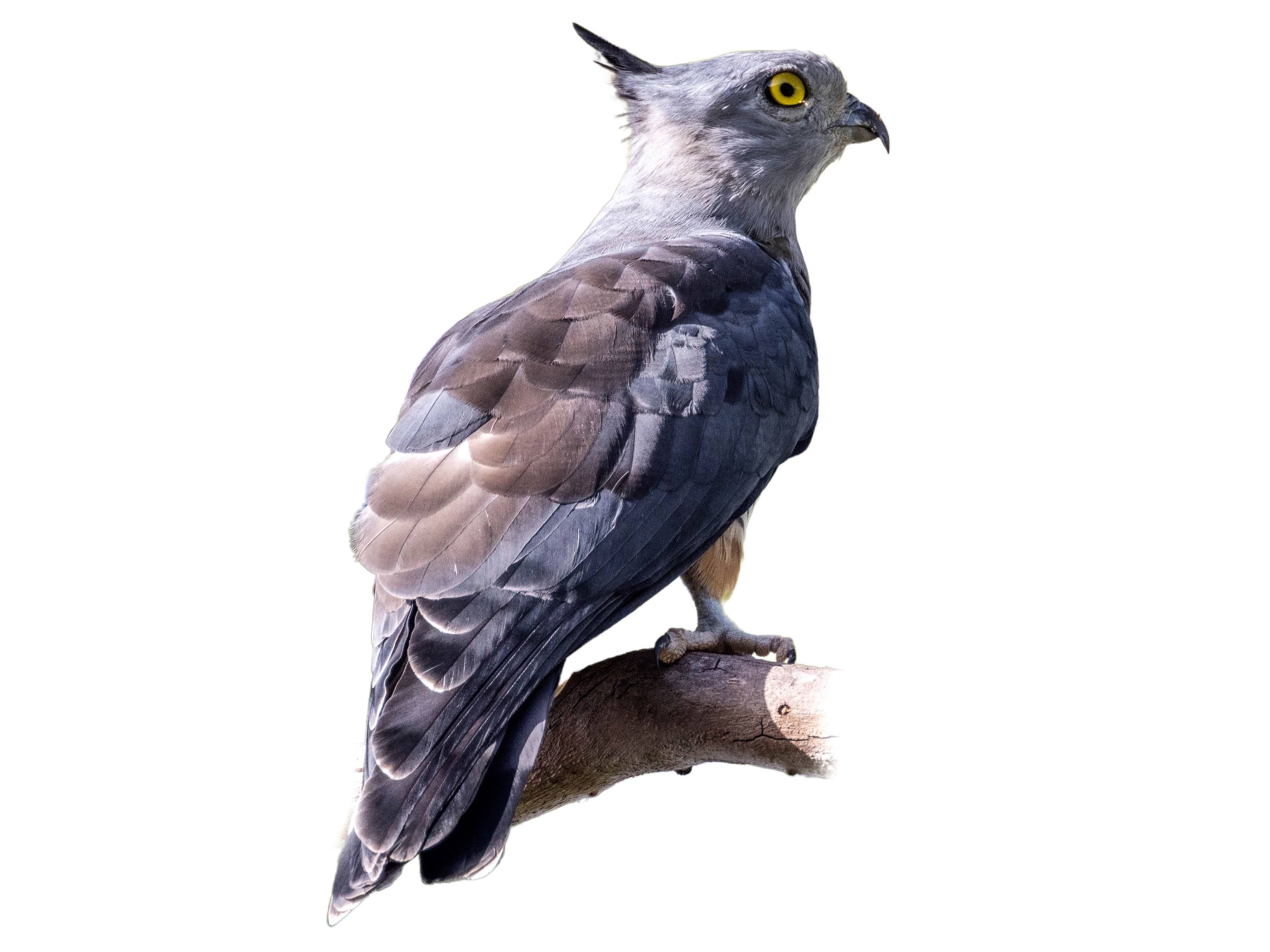 A photo of a Pacific Baza (Aviceda subcristata)