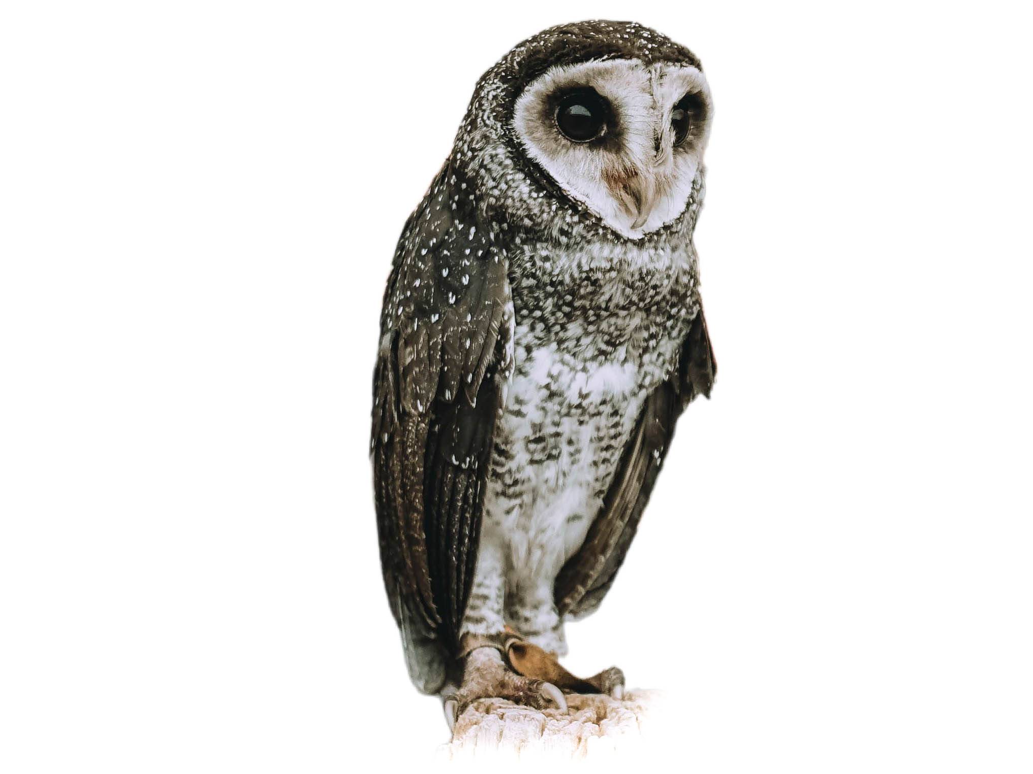 A photo of a Greater Sooty Owl (Tyto tenebricosa)