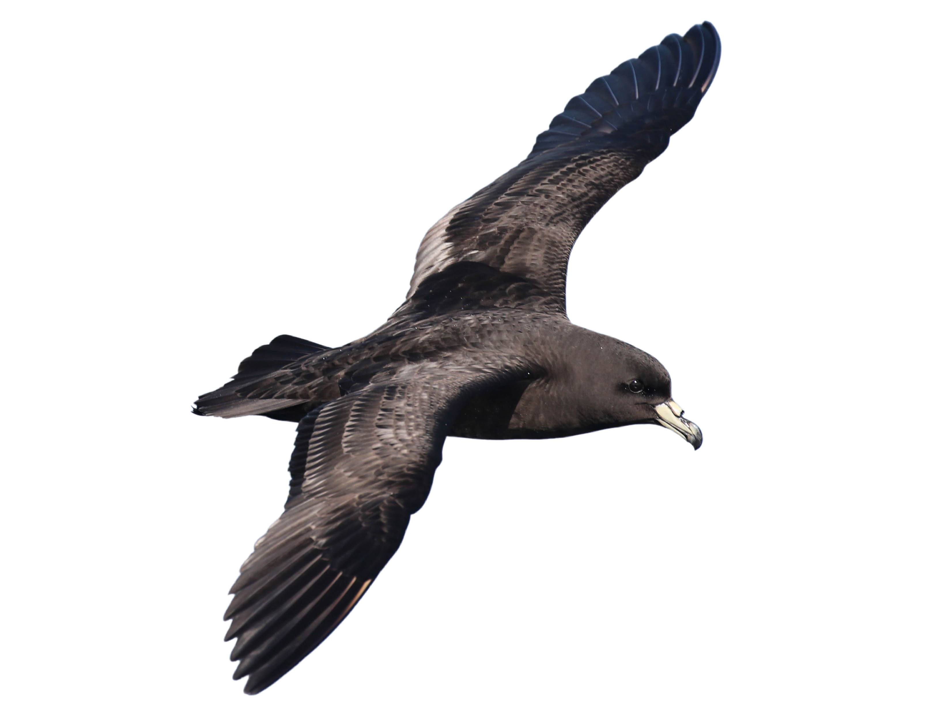 A photo of a Black Petrel (Procellaria parkinsoni)