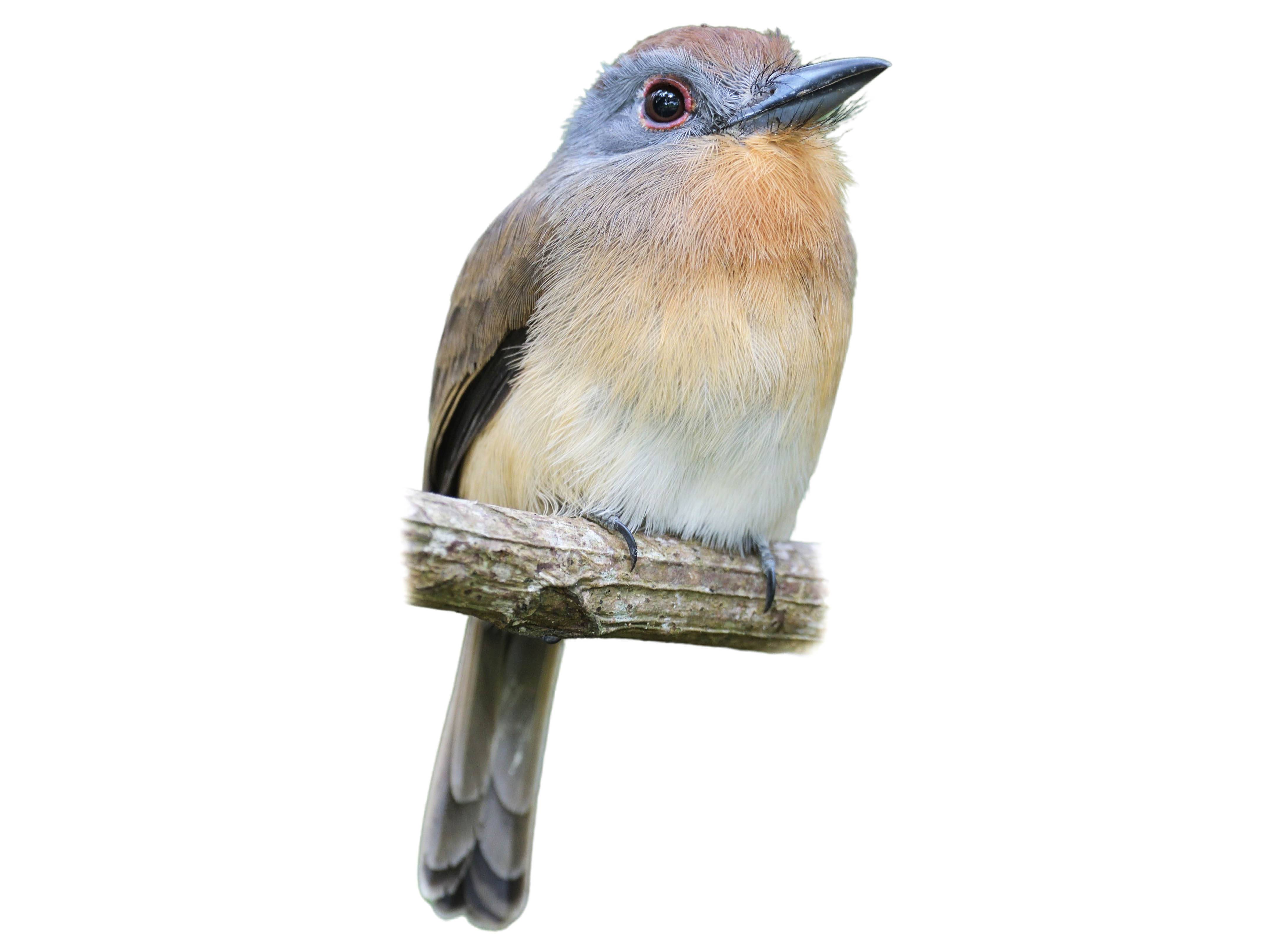 A photo of a Grey-cheeked Nunlet (Nonnula frontalis)