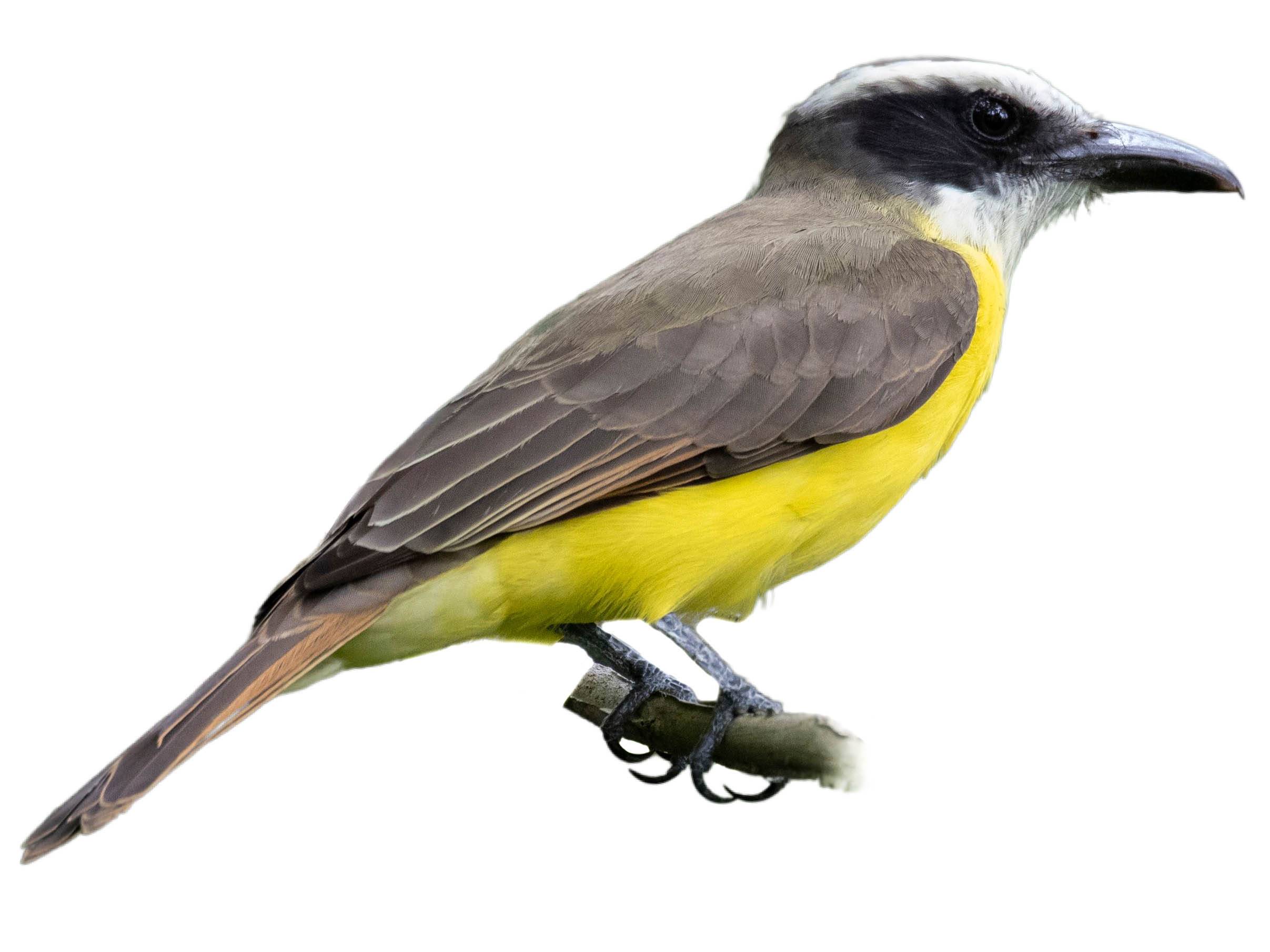 A photo of a Boat-billed Flycatcher (Megarynchus pitangua)