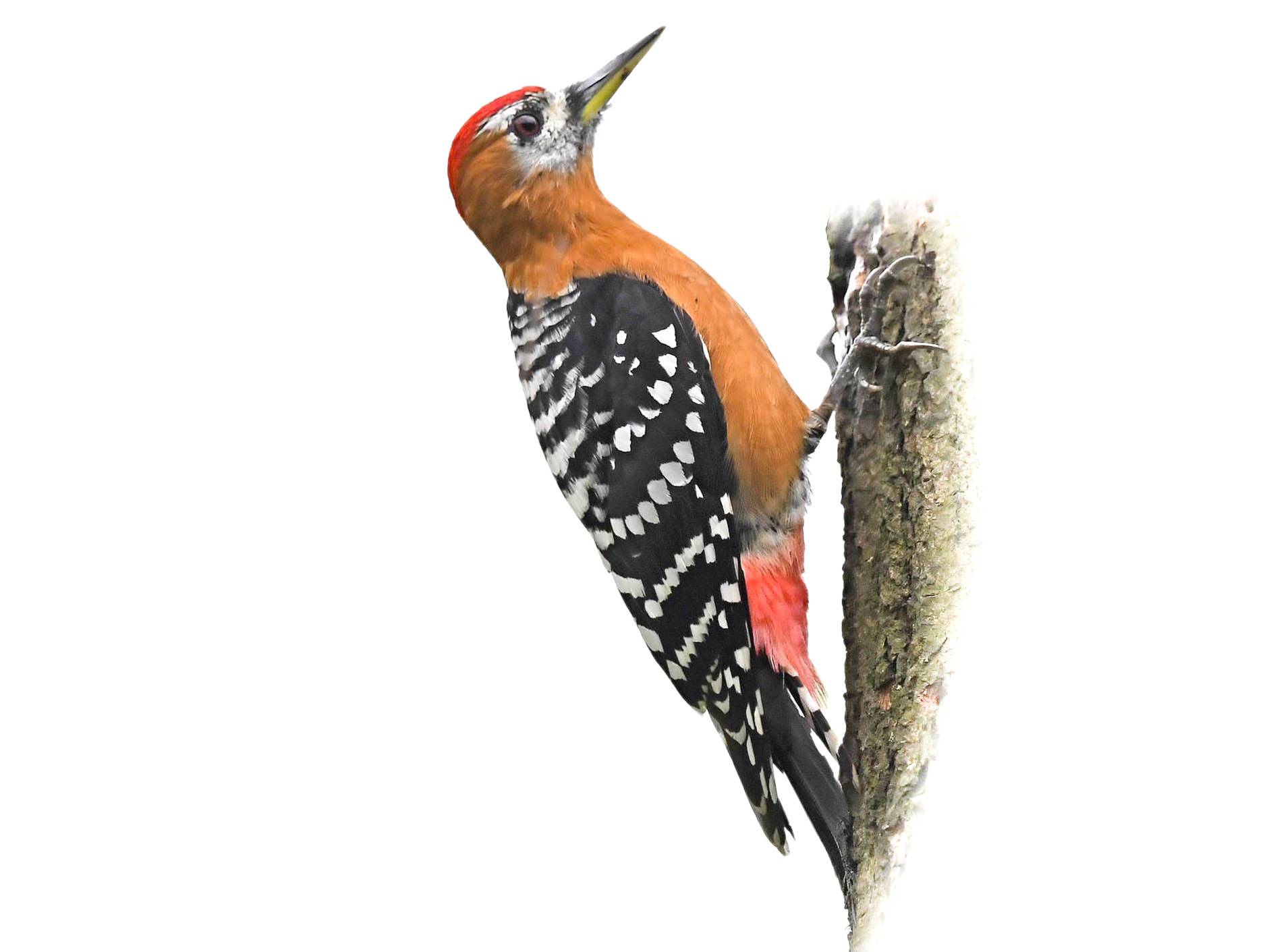 A photo of a Rufous-bellied Woodpecker (Dendrocopos hyperythrus), male