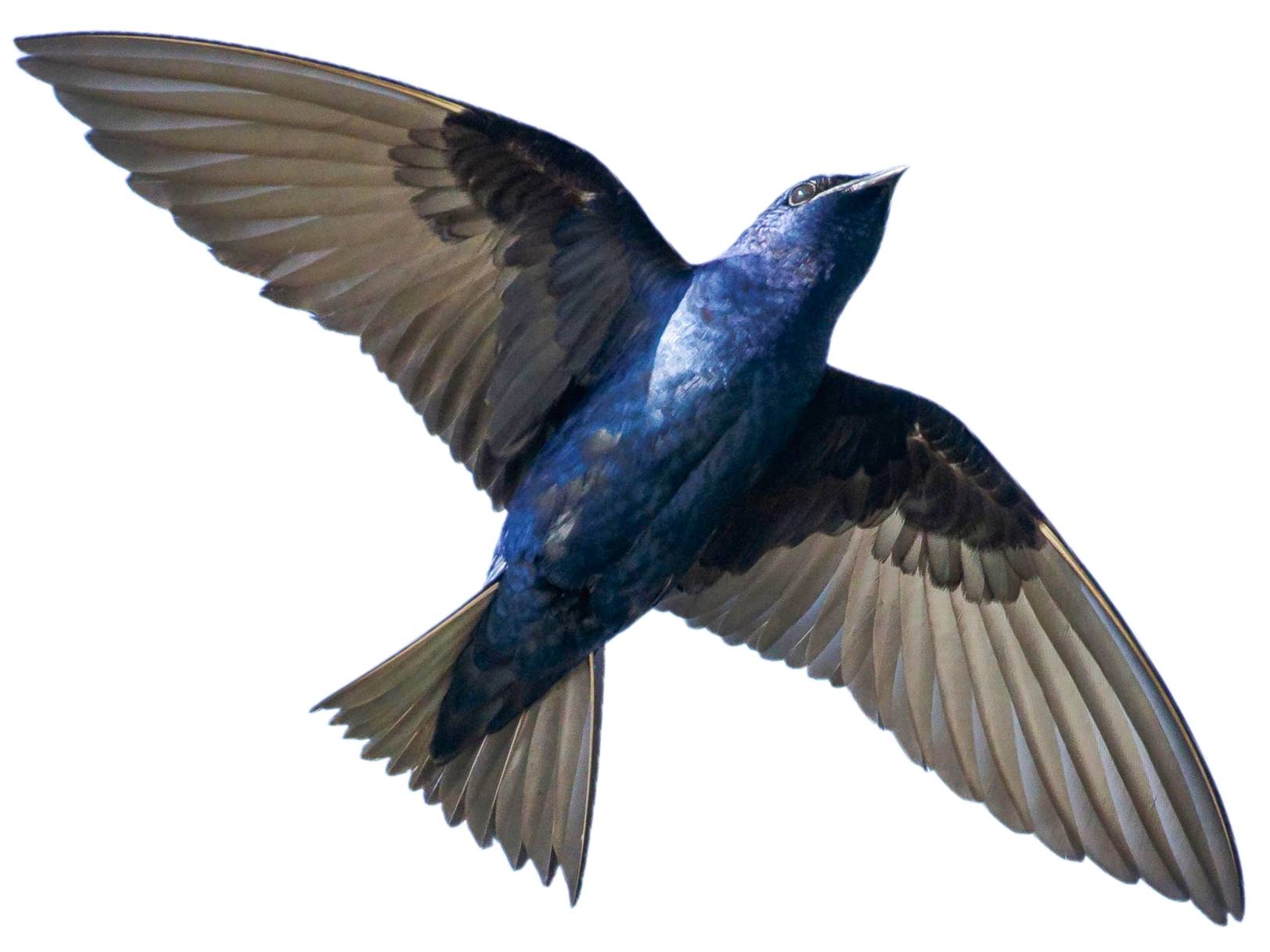 A photo of a Purple Martin (Progne subis), male