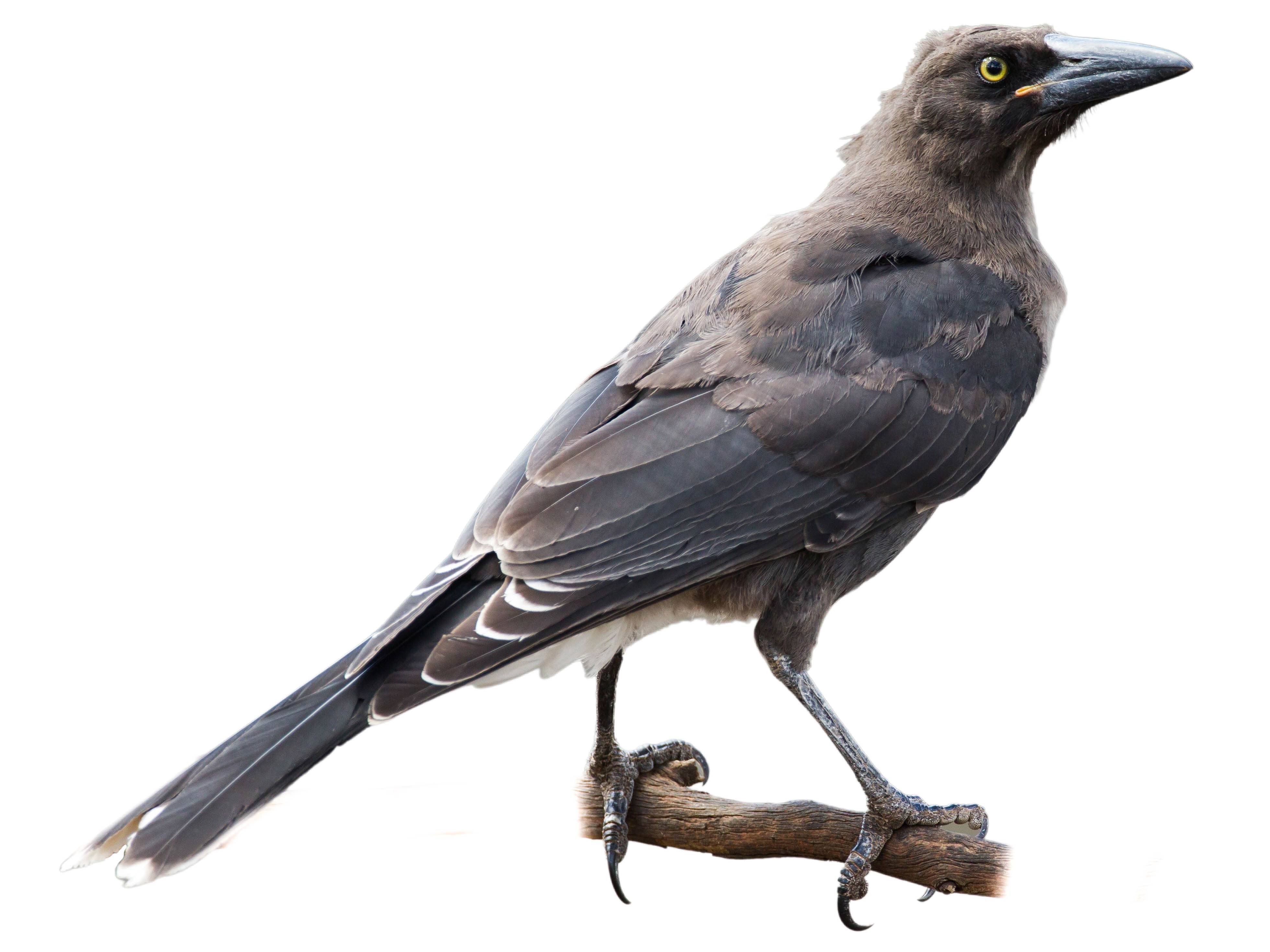 A photo of a Grey Currawong (Strepera versicolor)