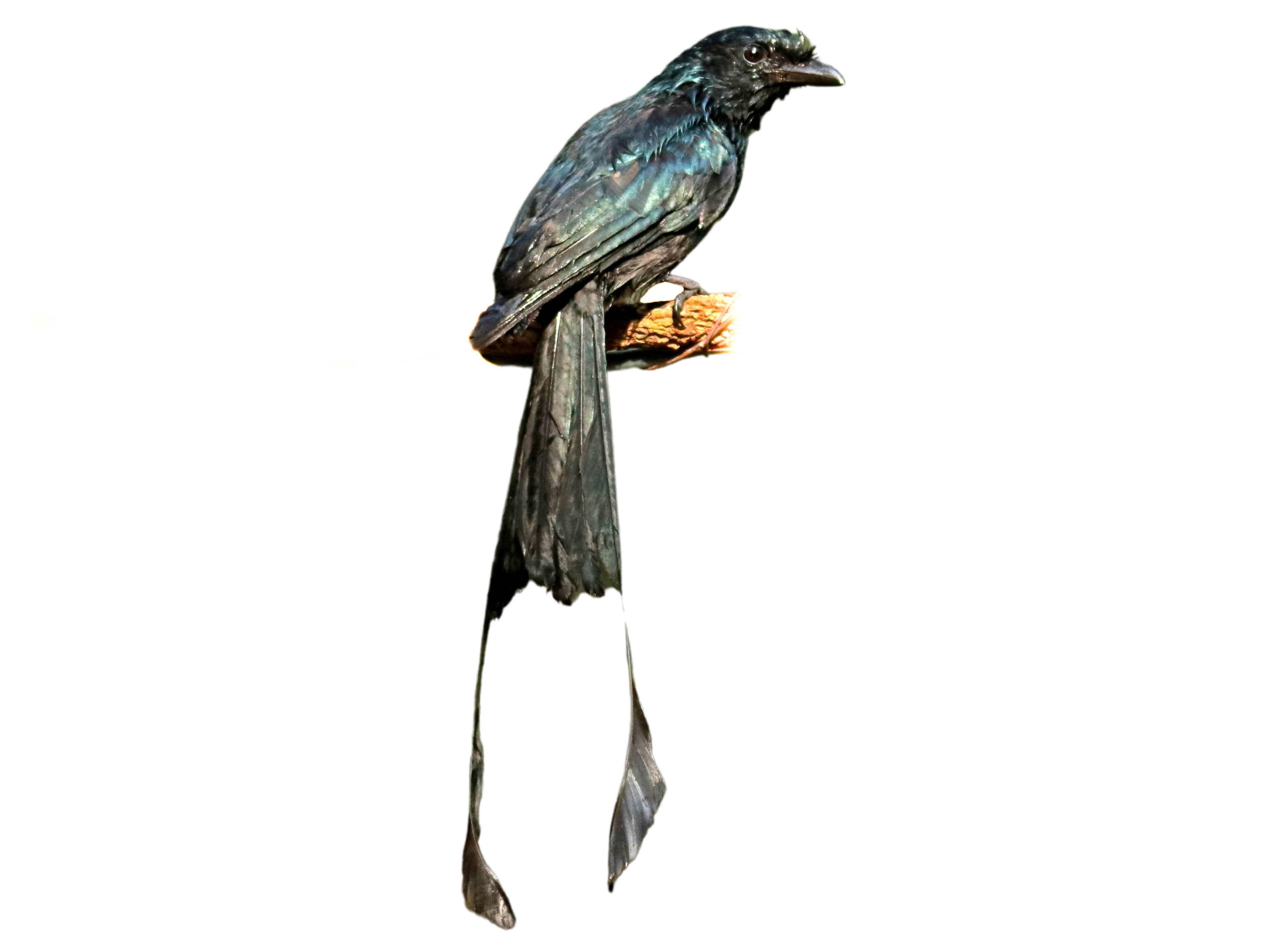 A photo of a Lesser Racket-tailed Drongo (Dicrurus remifer)