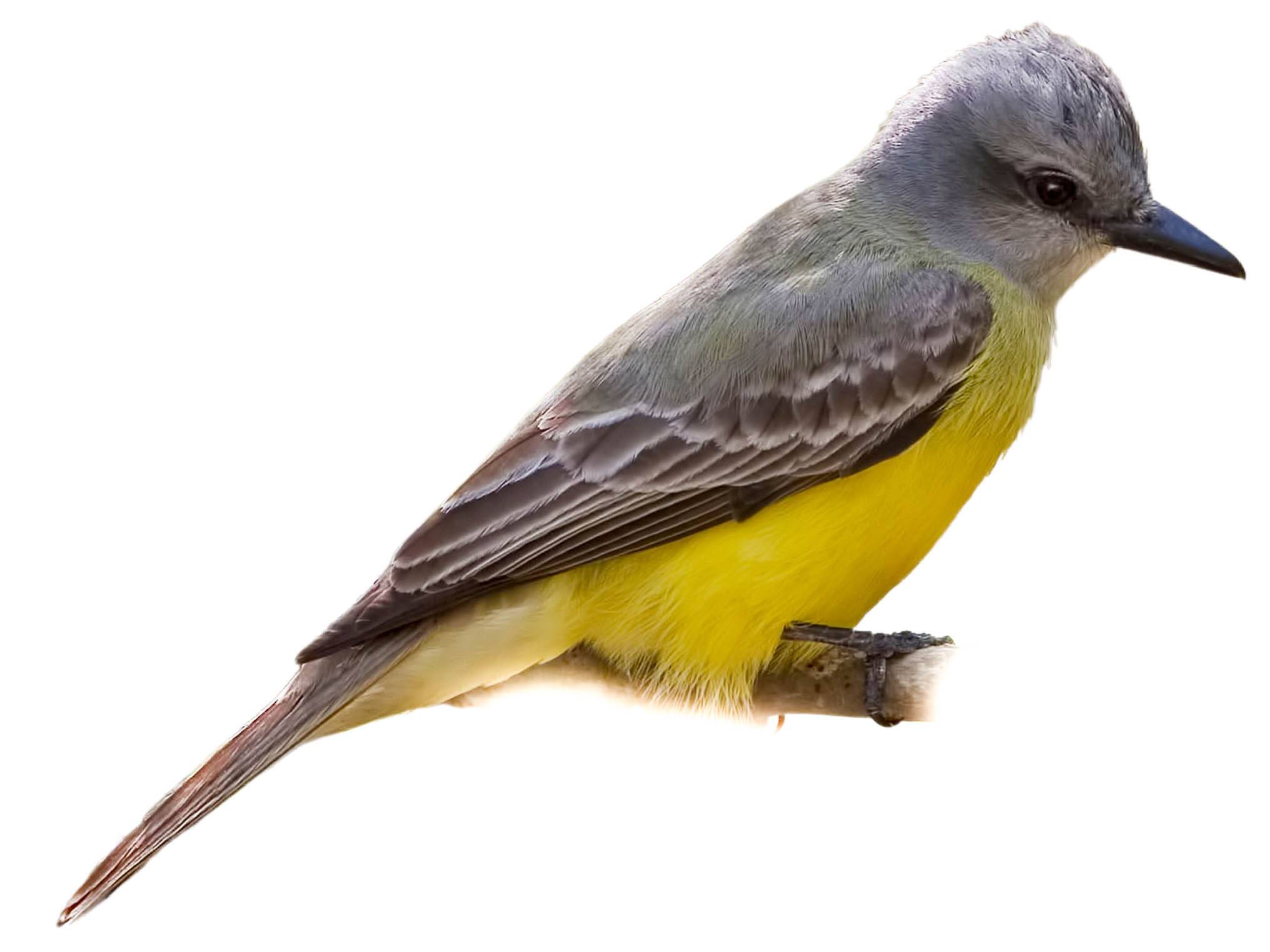 A photo of a Couch's Kingbird (Tyrannus couchii)