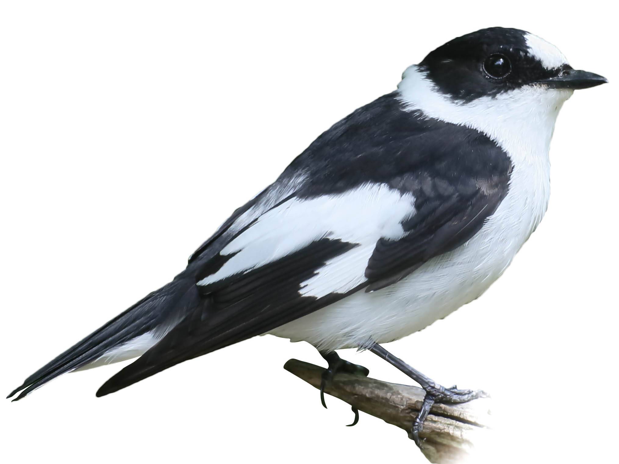 A photo of a Collared Flycatcher (Ficedula albicollis), male