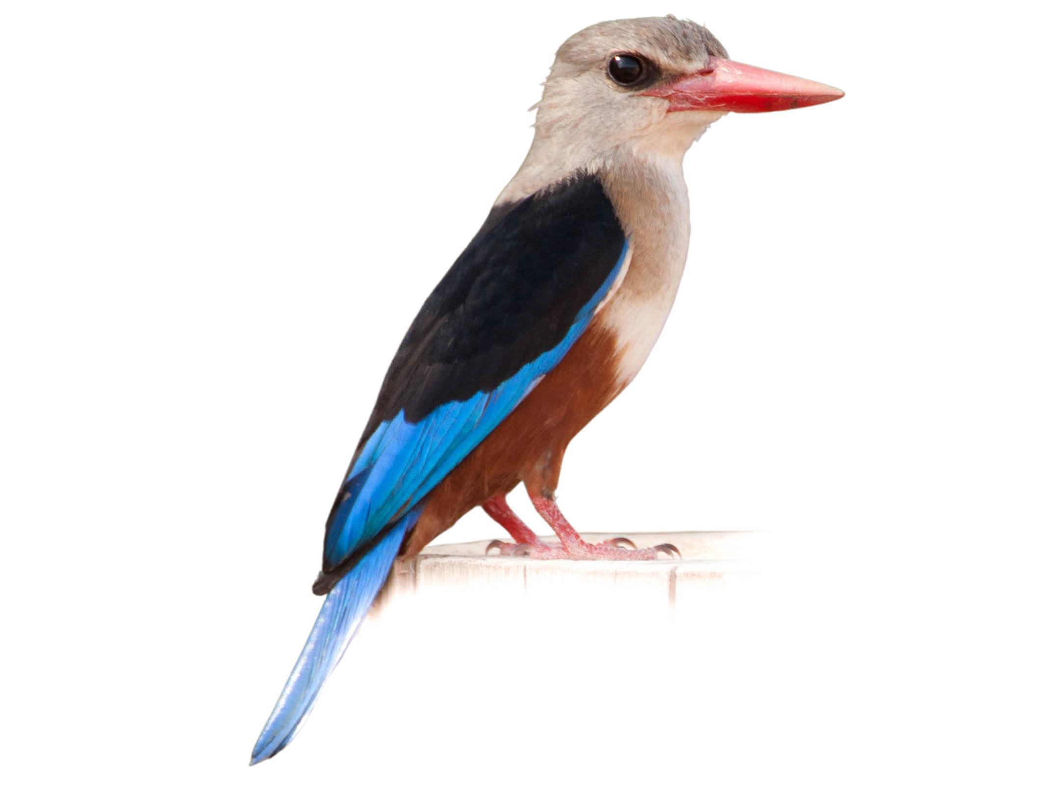 A photo of a Grey-headed Kingfisher (Halcyon leucocephala)