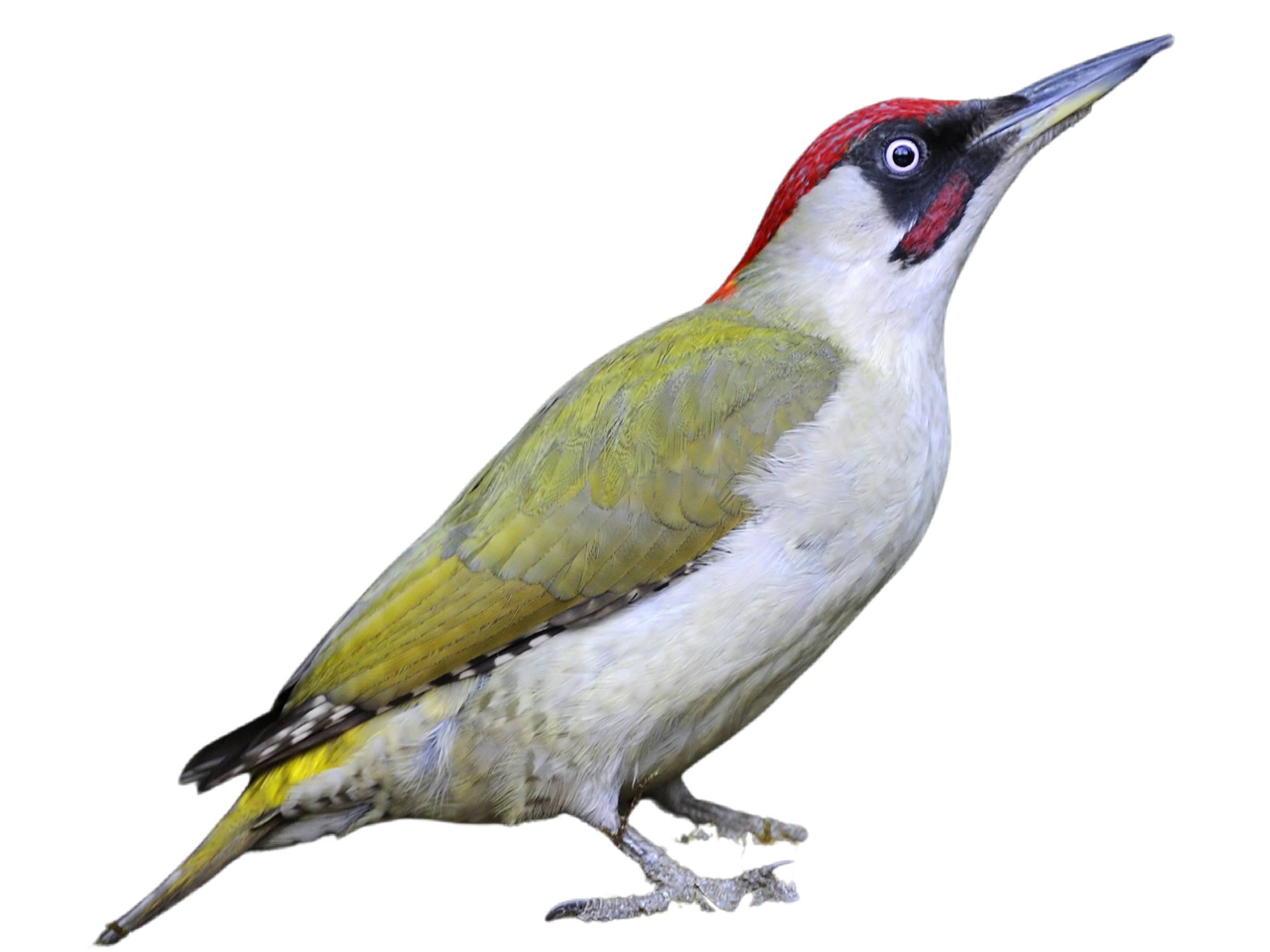 A photo of a European Green Woodpecker (Picus viridis), male