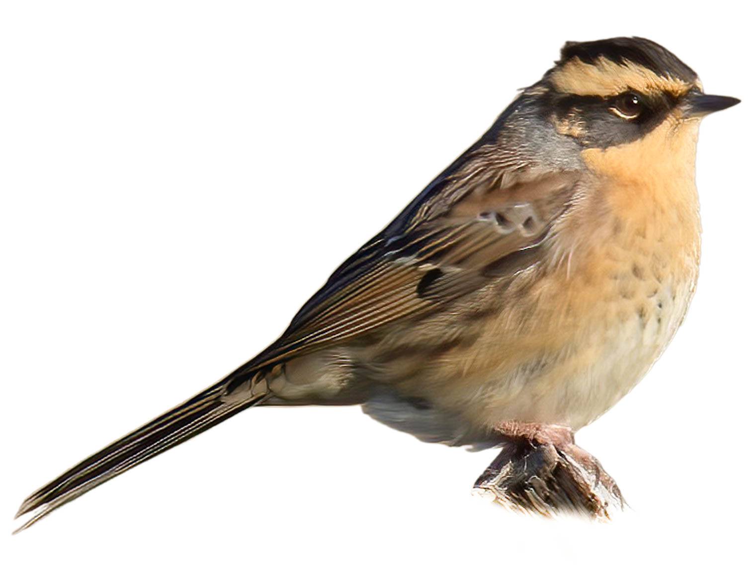 A photo of a Siberian Accentor (Prunella montanella)