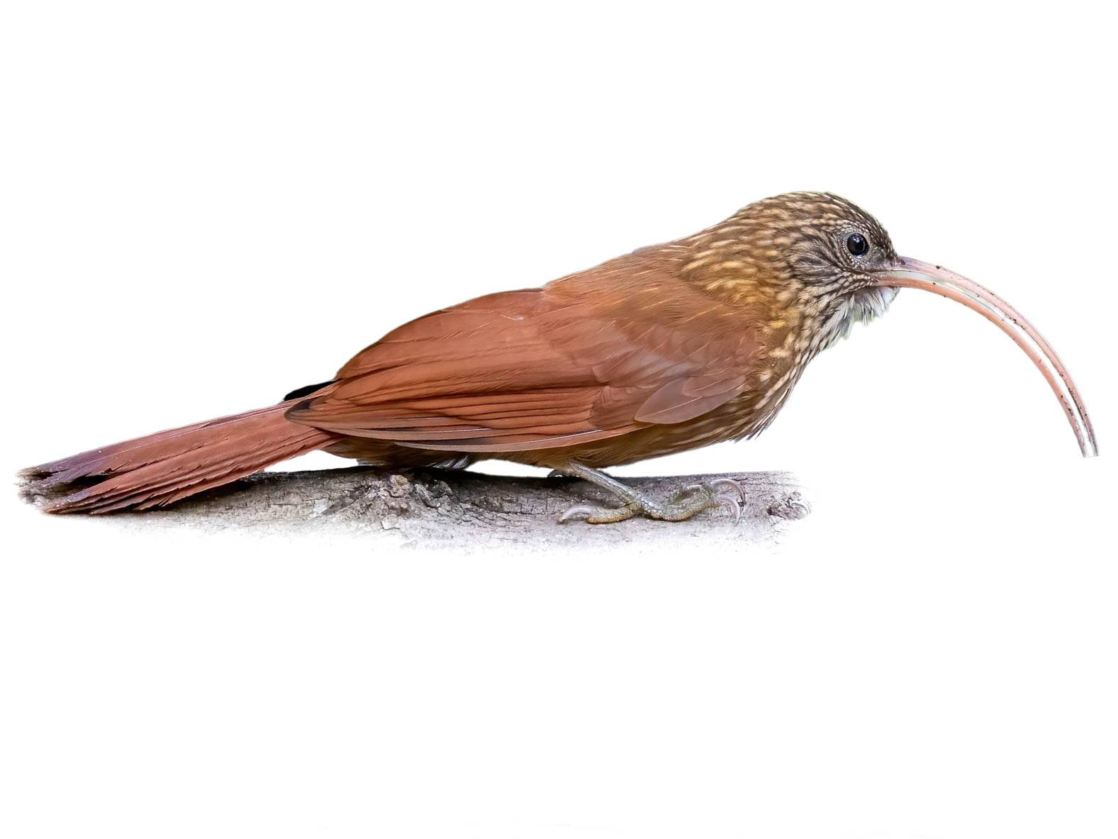 A photo of a Brown-billed Scythebill (Campylorhamphus pusillus)