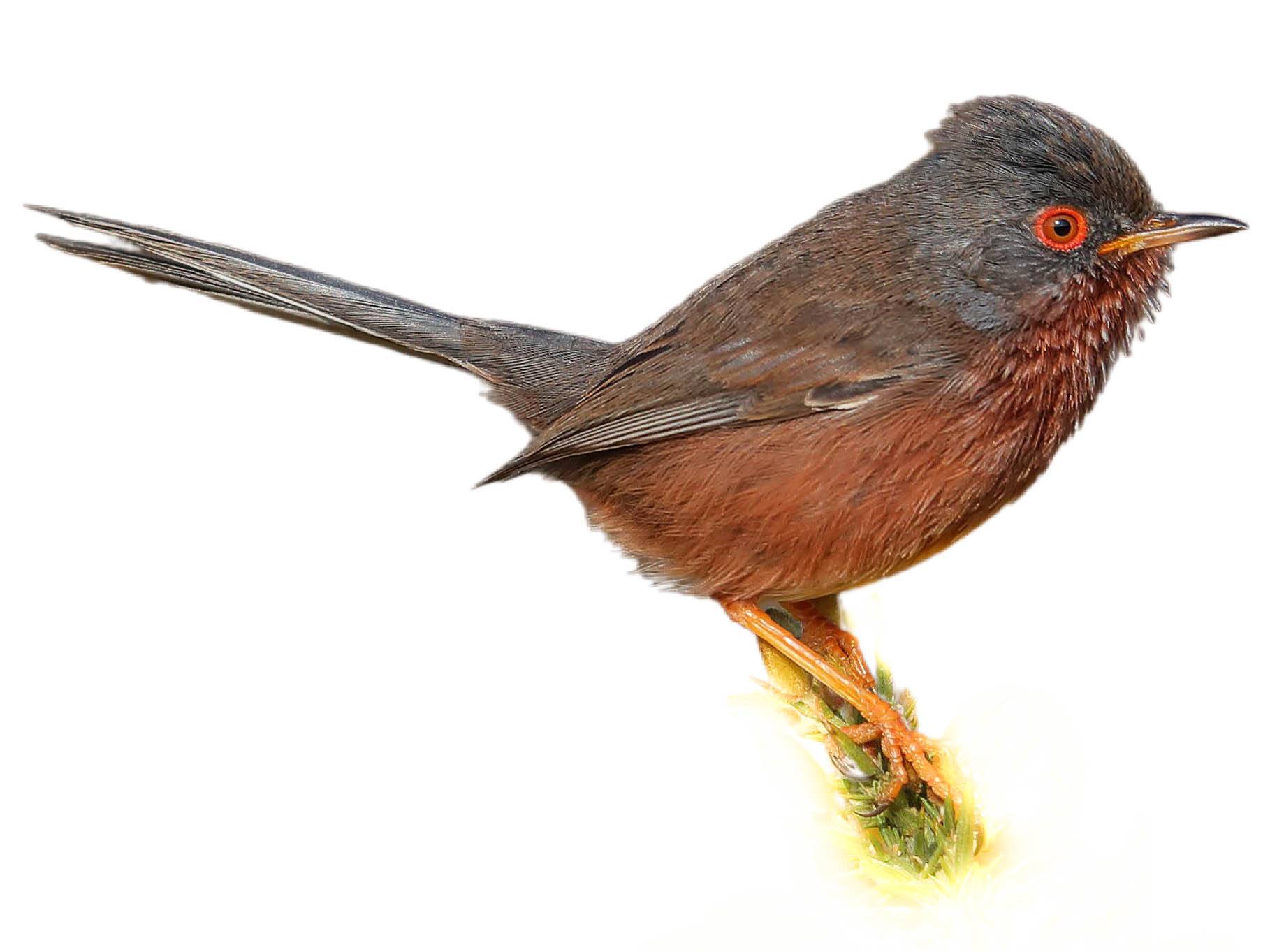 A photo of a Dartford Warbler (Curruca undata), male