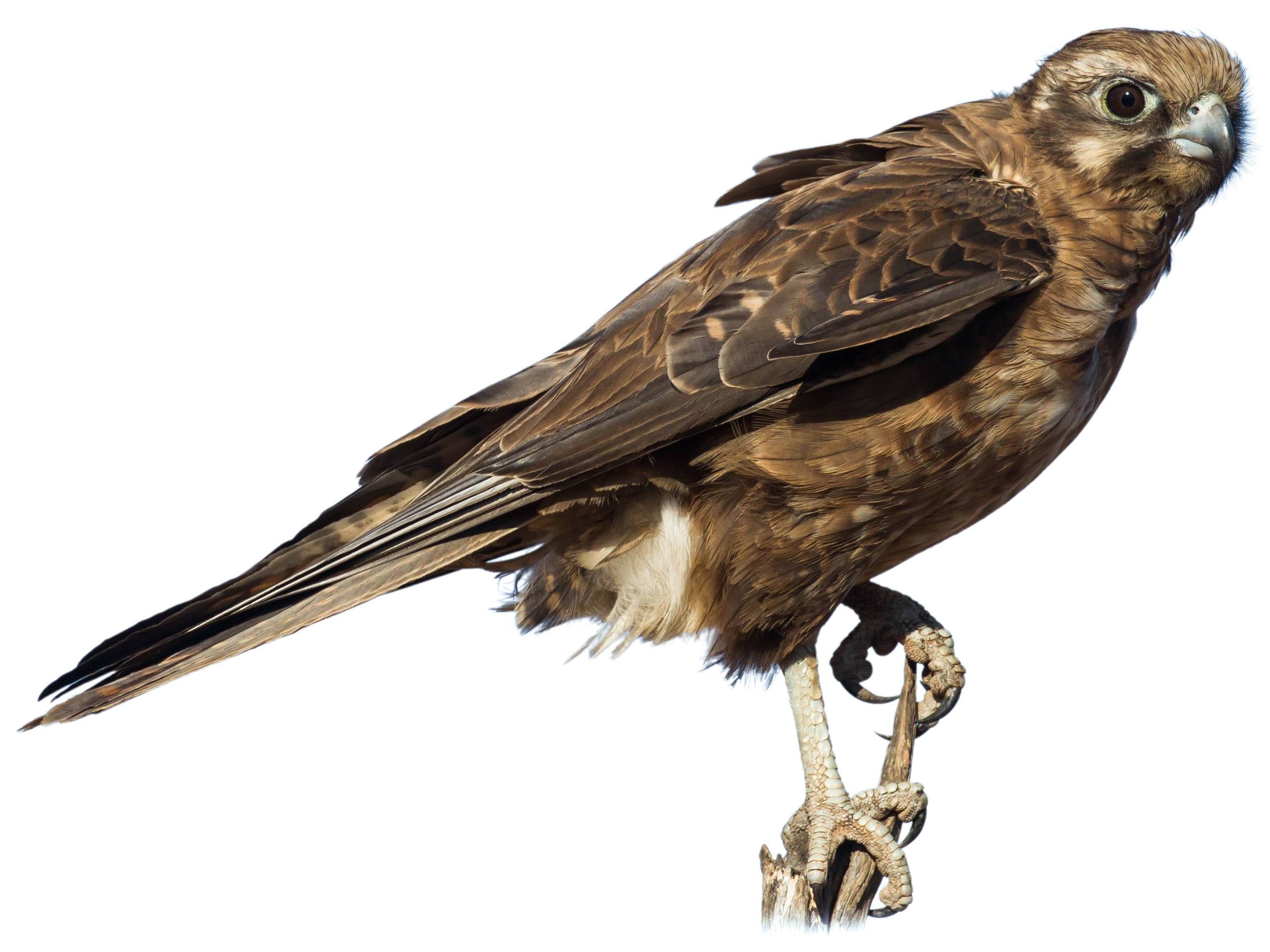 A photo of a Brown Falcon (Falco berigora)