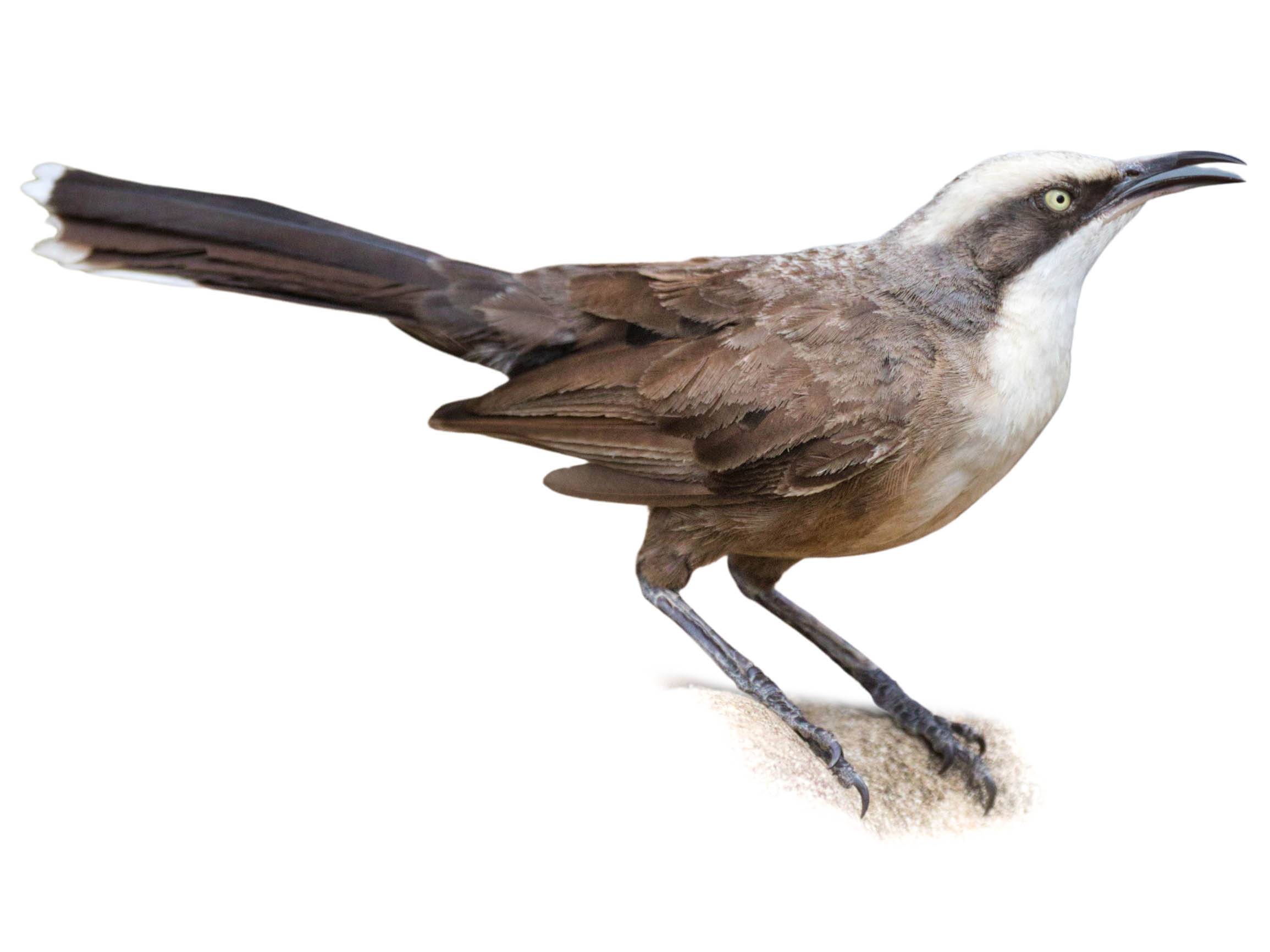 A photo of a Grey-crowned Babbler (Pomatostomus temporalis)