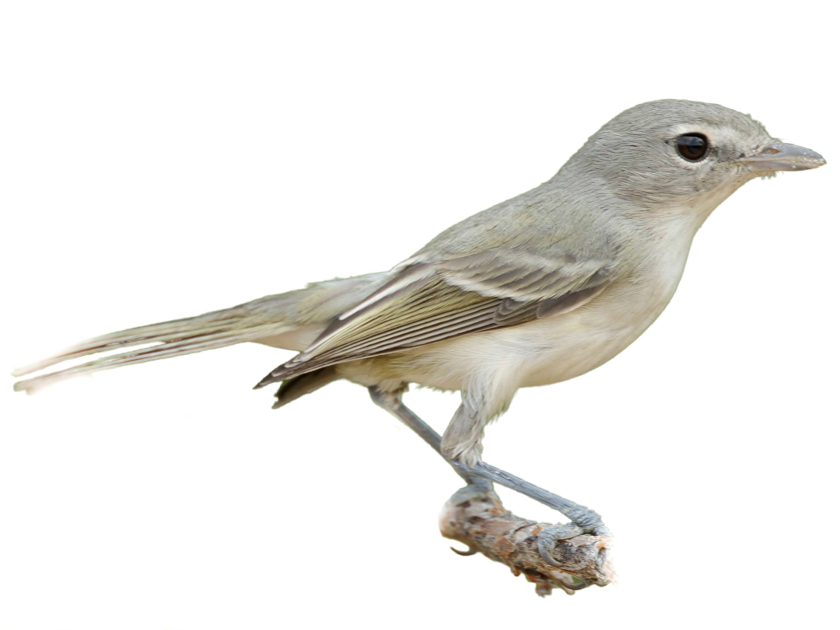 A photo of a Bell's Vireo (Vireo bellii)