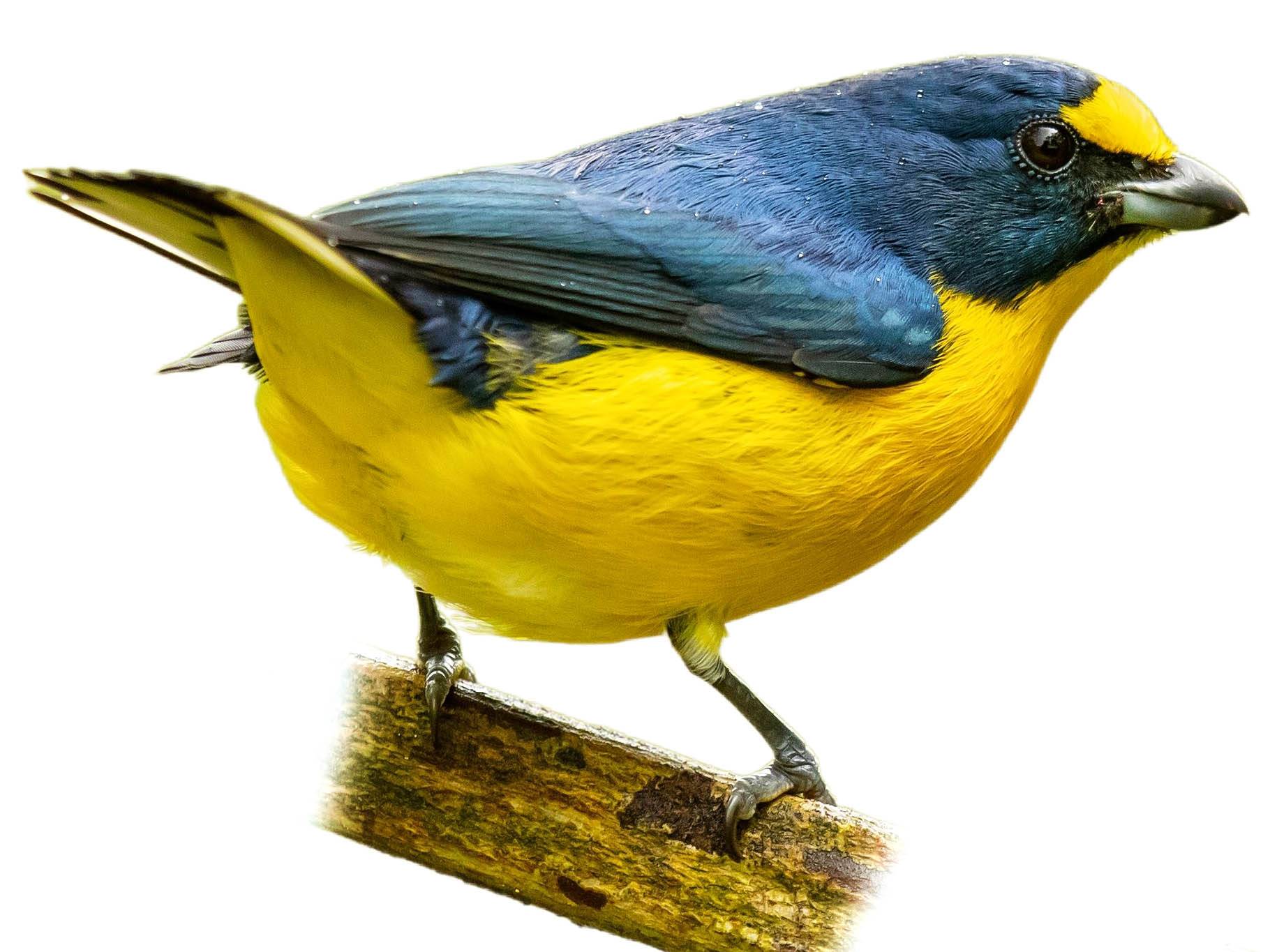 A photo of a Yellow-throated Euphonia (Euphonia hirundinacea), male