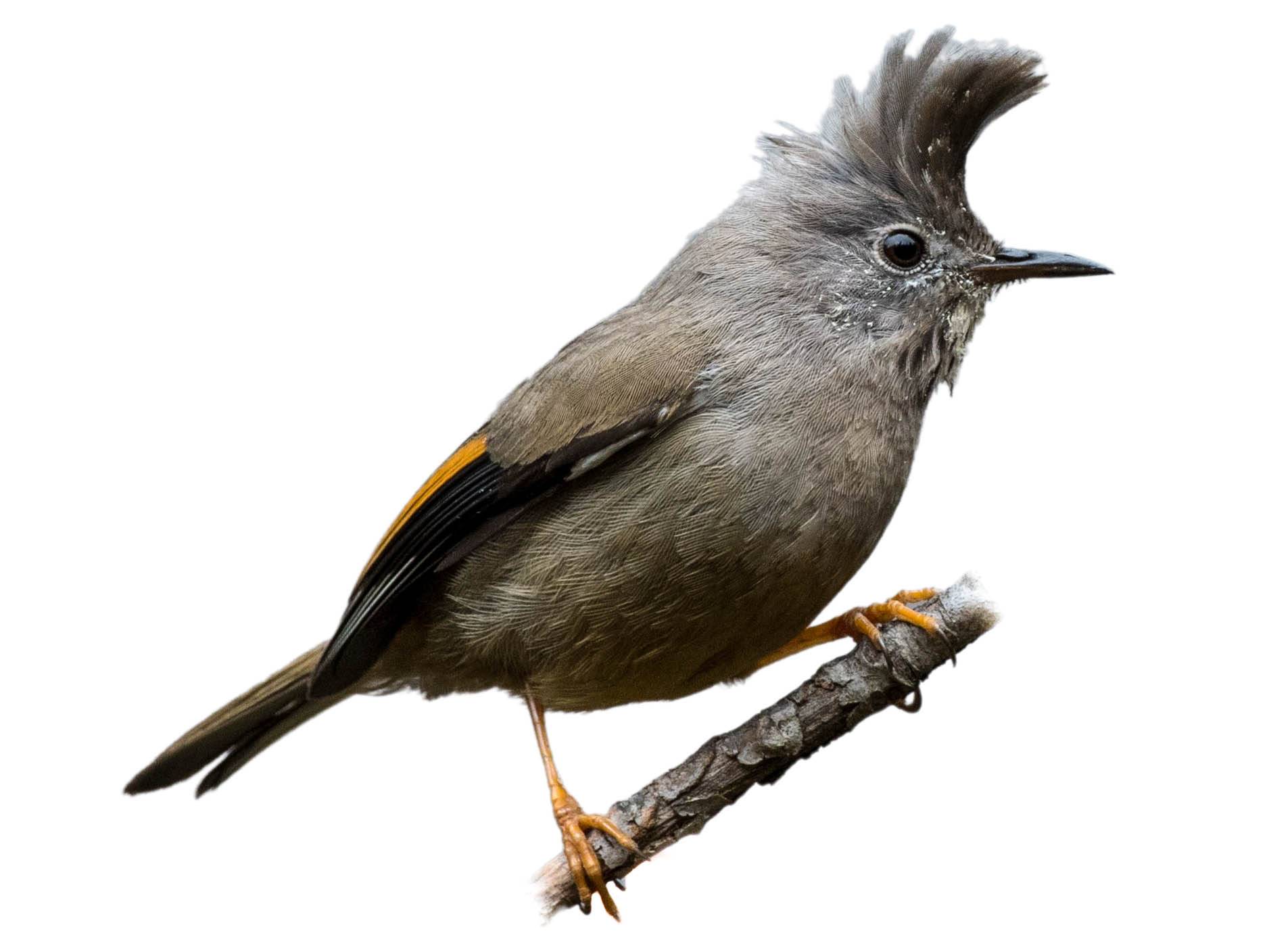 A photo of a Stripe-throated Yuhina (Yuhina gularis)