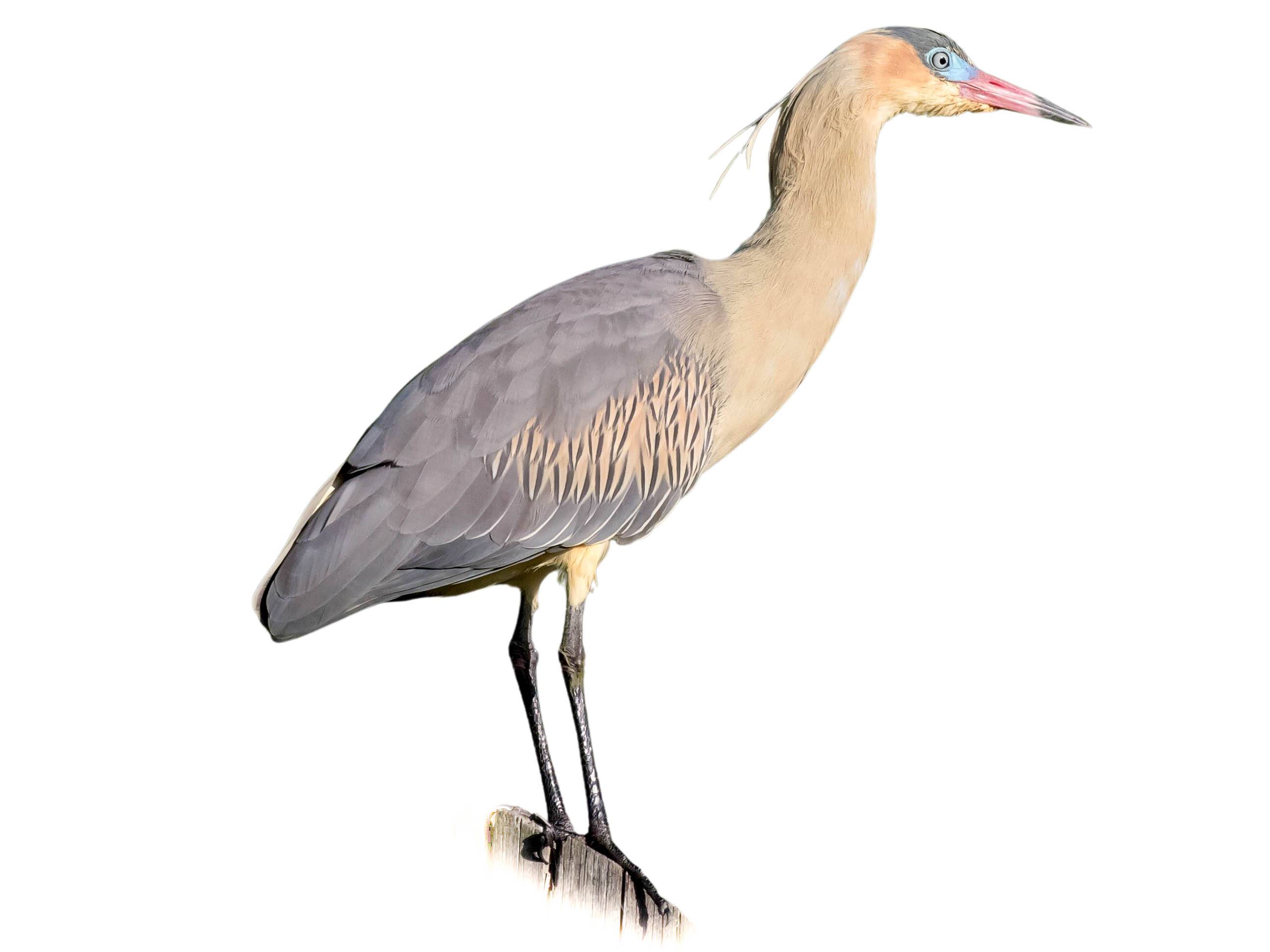 A photo of a Whistling Heron (Syrigma sibilatrix)