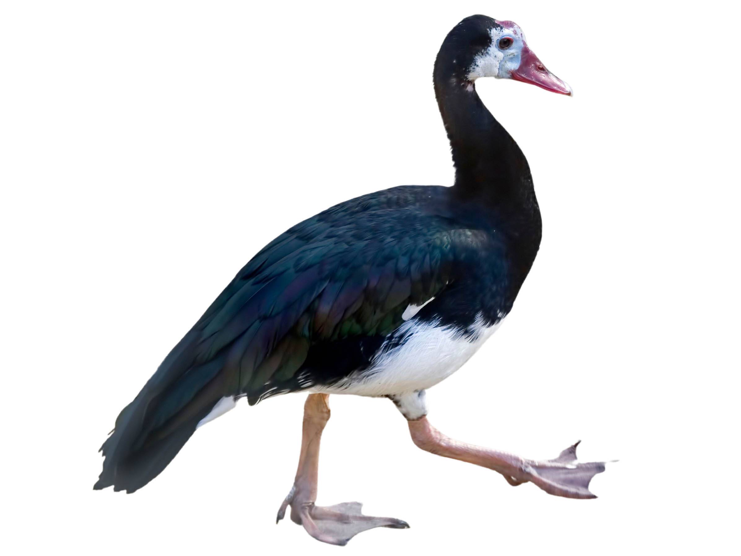 A photo of a Spur-winged Goose (Plectropterus gambensis)