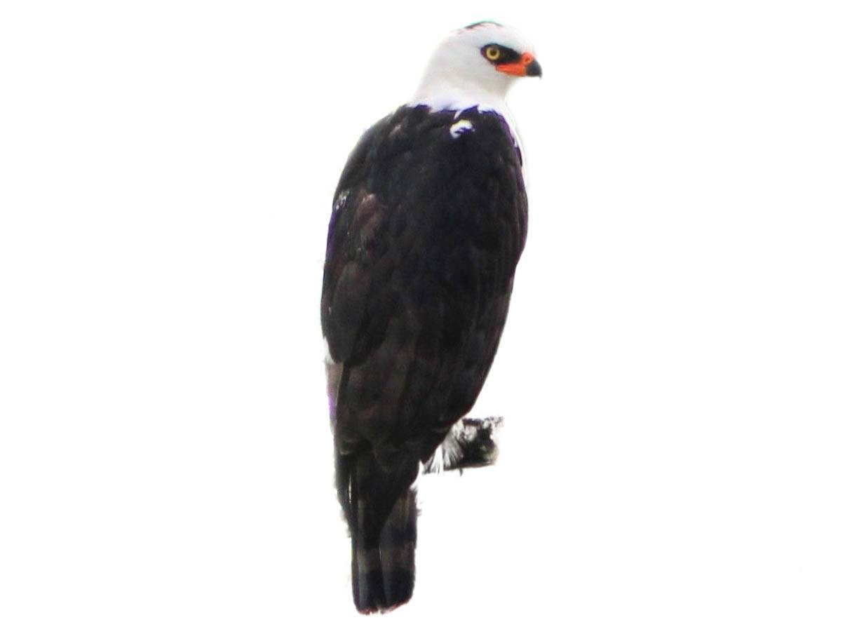 A photo of a Black-and-white Hawk-Eagle (Spizaetus melanoleucus)