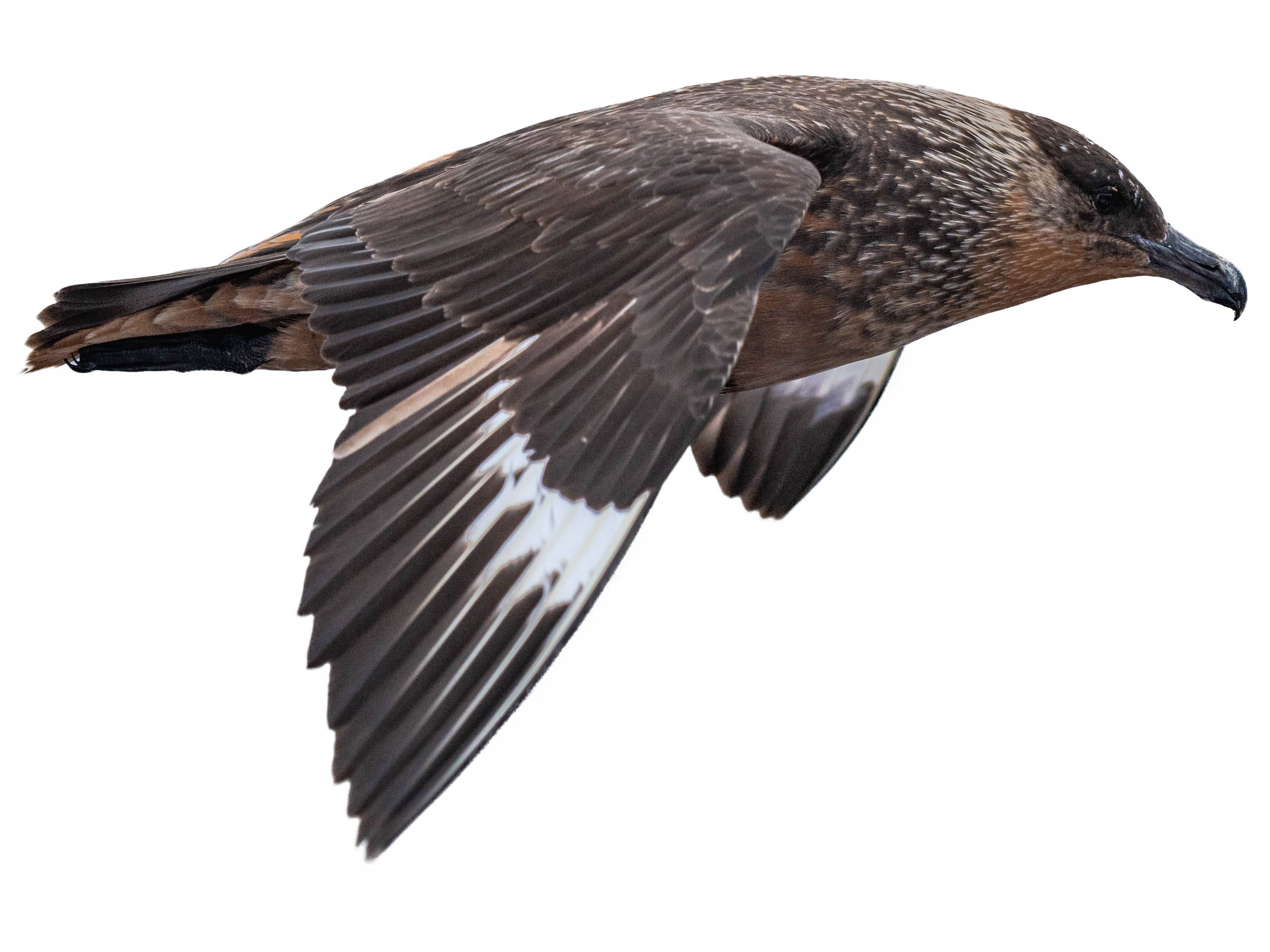 A photo of a Chilean Skua (Stercorarius chilensis)