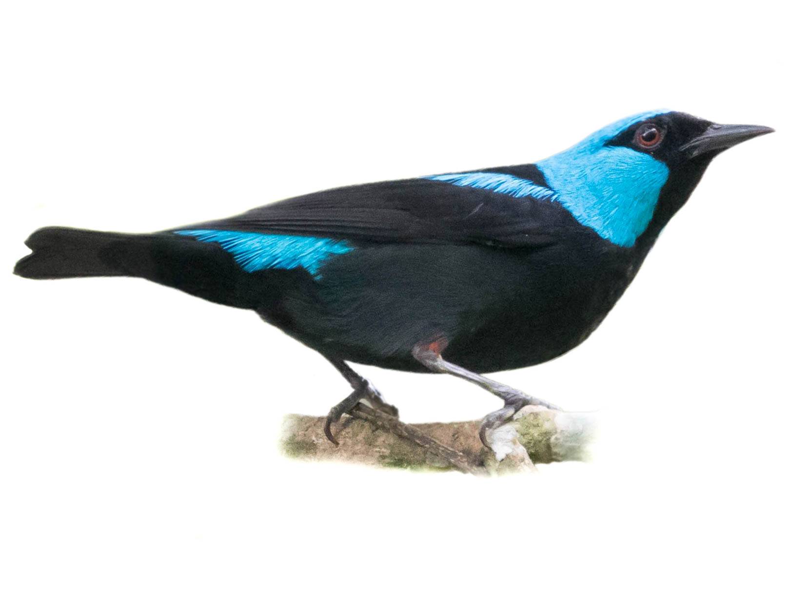 A photo of a Scarlet-thighed Dacnis (Dacnis venusta), male