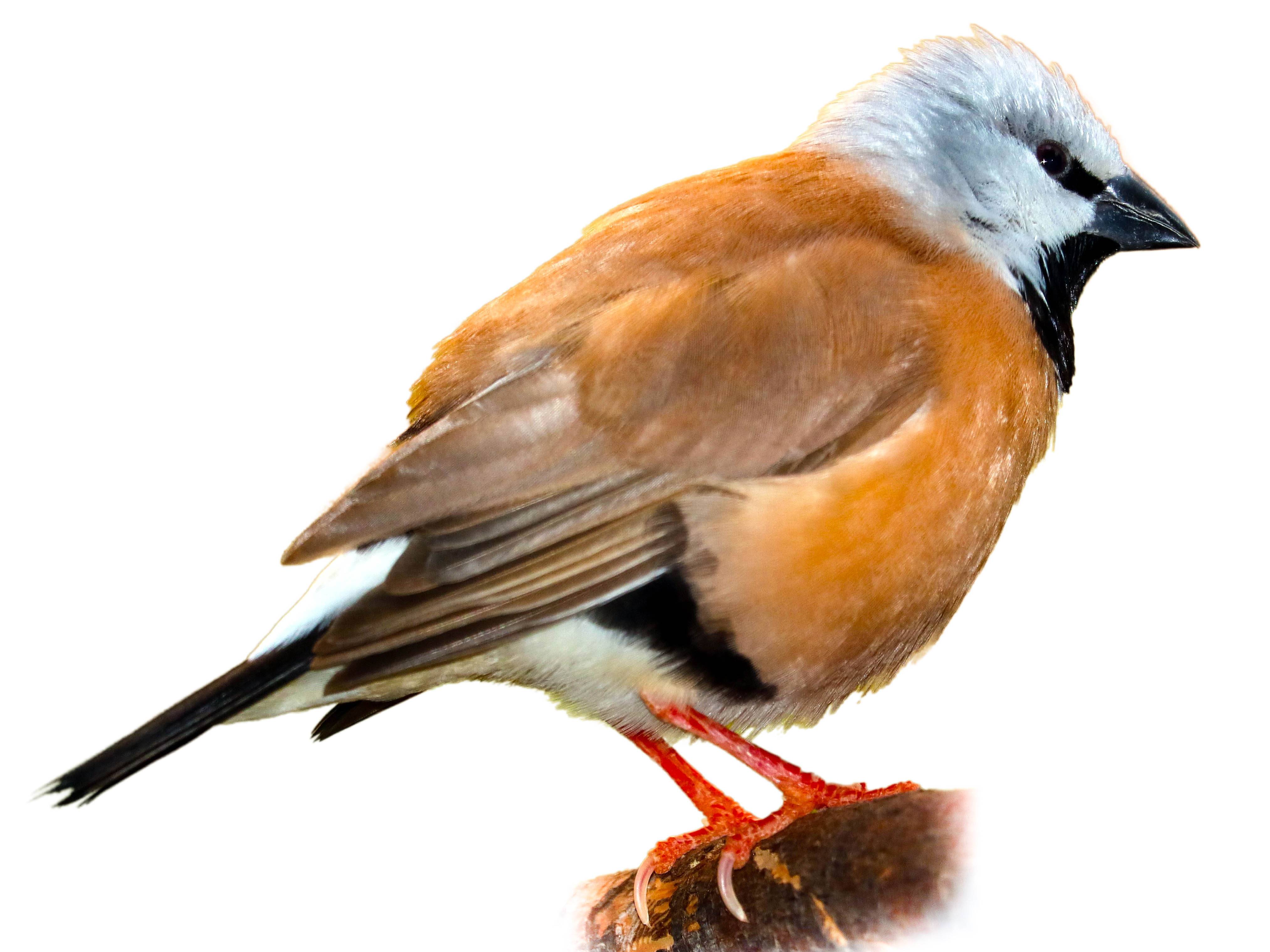 A photo of a Black-throated Finch (Poephila cincta)